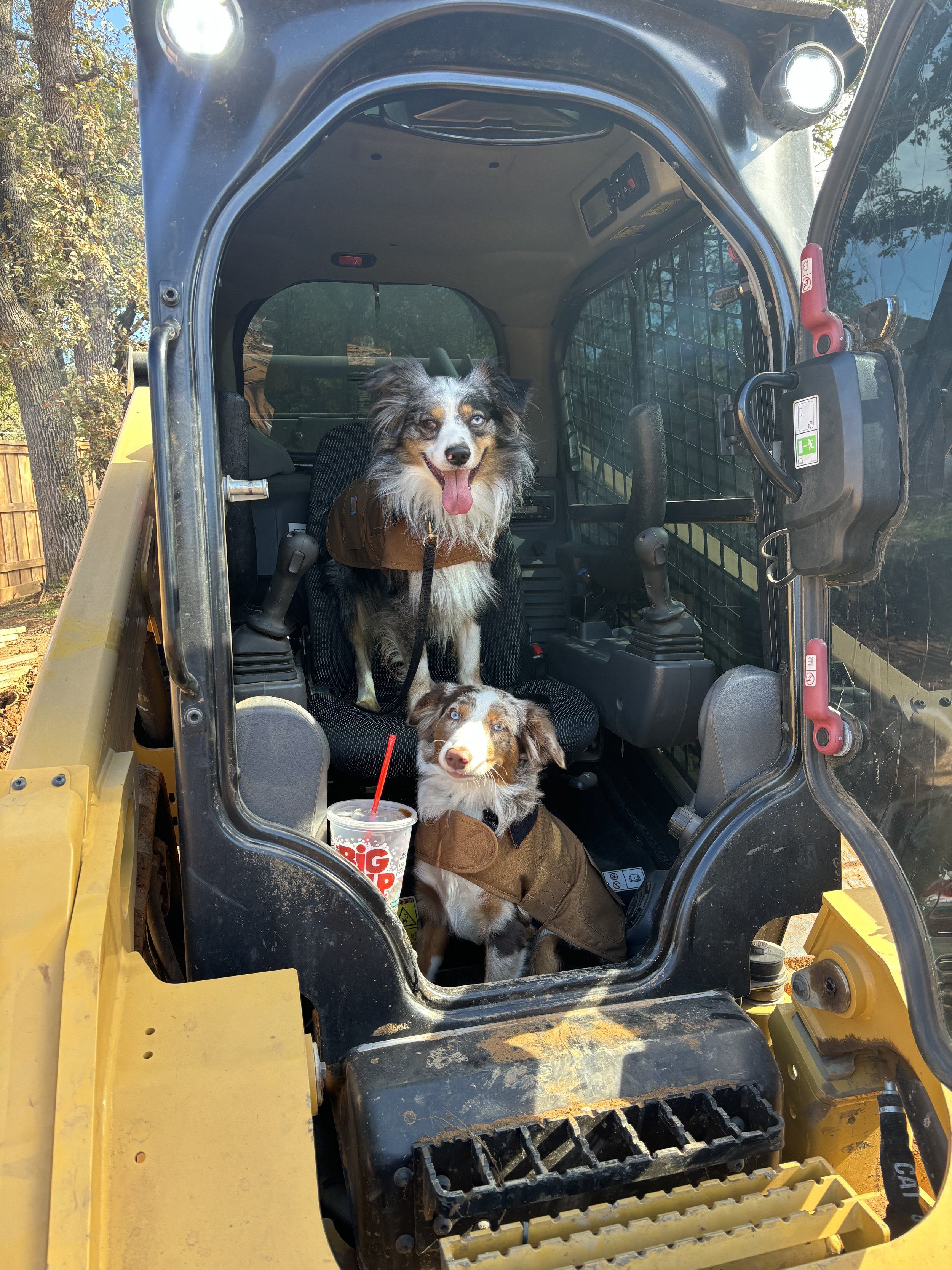 Two dogs sitting inside a construction vehicle. One larger, black, white, and gray dog with blue eyes and a pink tongue, sitting on the seat. A smaller brown, white, and gray dog with different colored eyes sitting below, in front of the seat, with a cup of a soft drink with a red straw nearby. The construction vehicle has black and yellow parts, and the door is open. The background shows trees and a wooden fence.