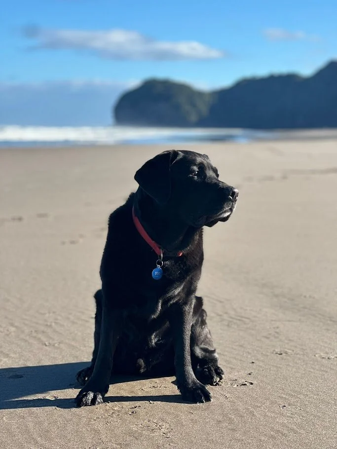 Who’s a Good Dog?