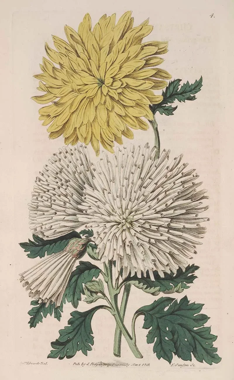 Detailed botanical illustration of two chrysanthemums with yellow and white petals, showing leaves and stems, in a vintage style.