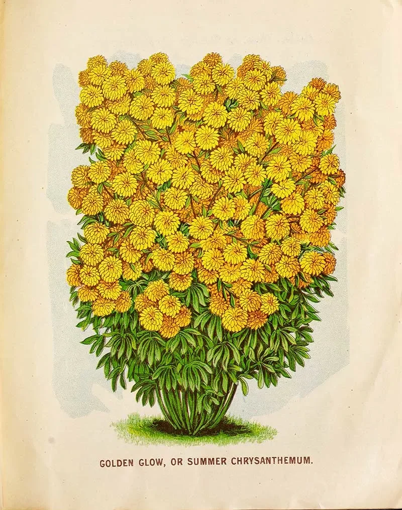A detailed illustration of a large bush of bright yellow flowers with green leaves, labeled as 'Golden Glow, or Summer Chrysanthemum'.