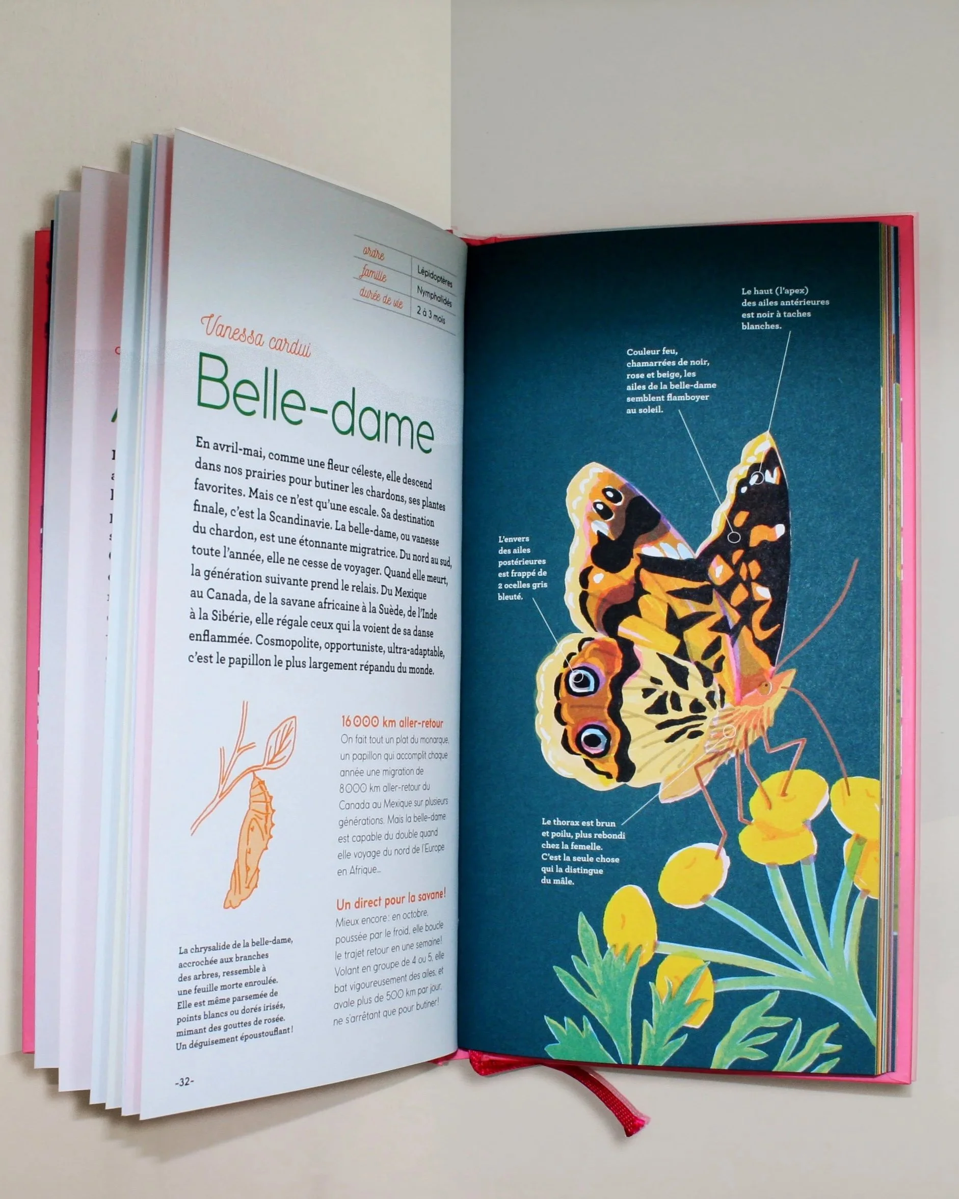 Livre ouvert avec texte en français et illustration d'un papillon coloré sur une page bleue, avec des plantes vertes et jaunes à la base.