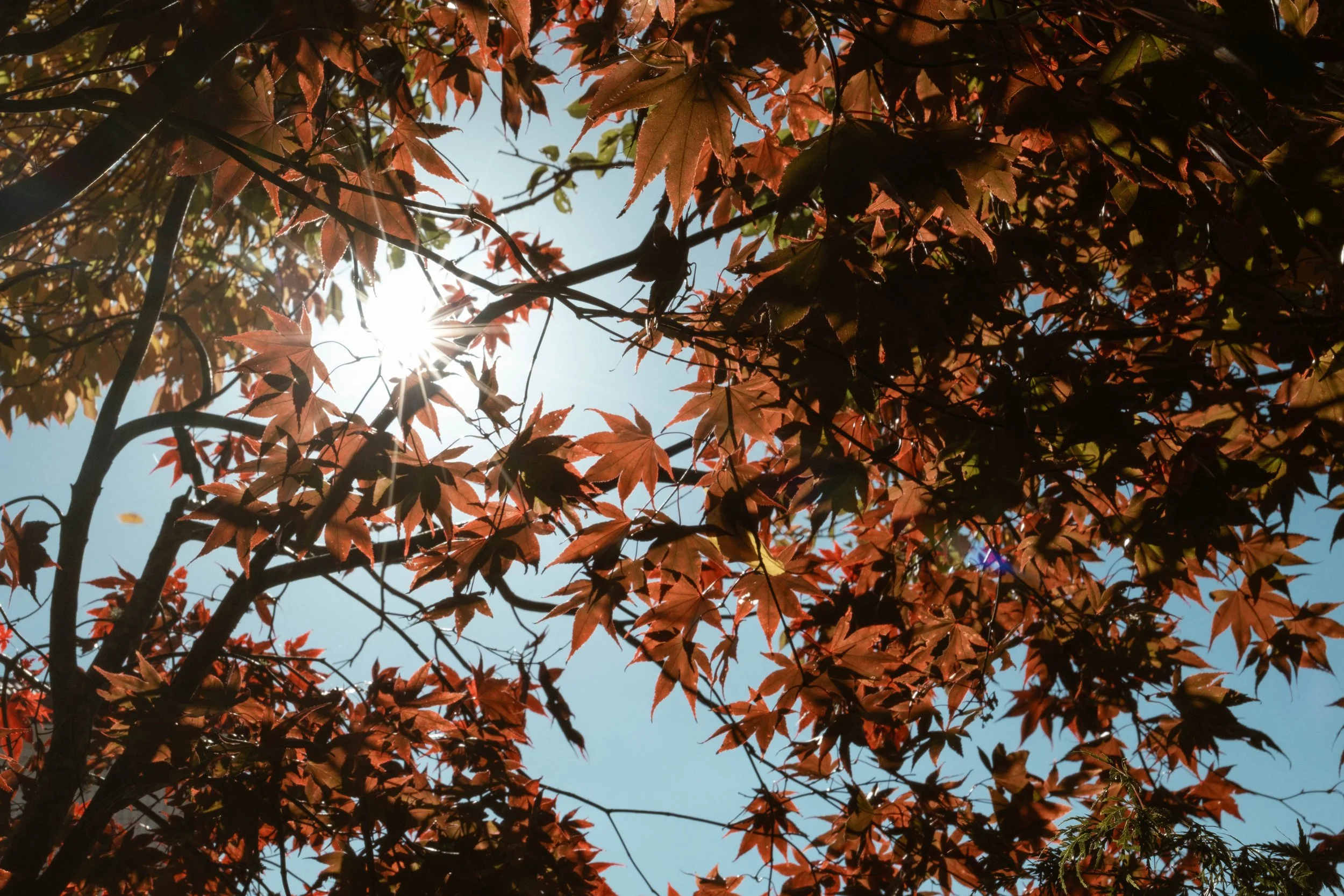 DSCF9064.jpg