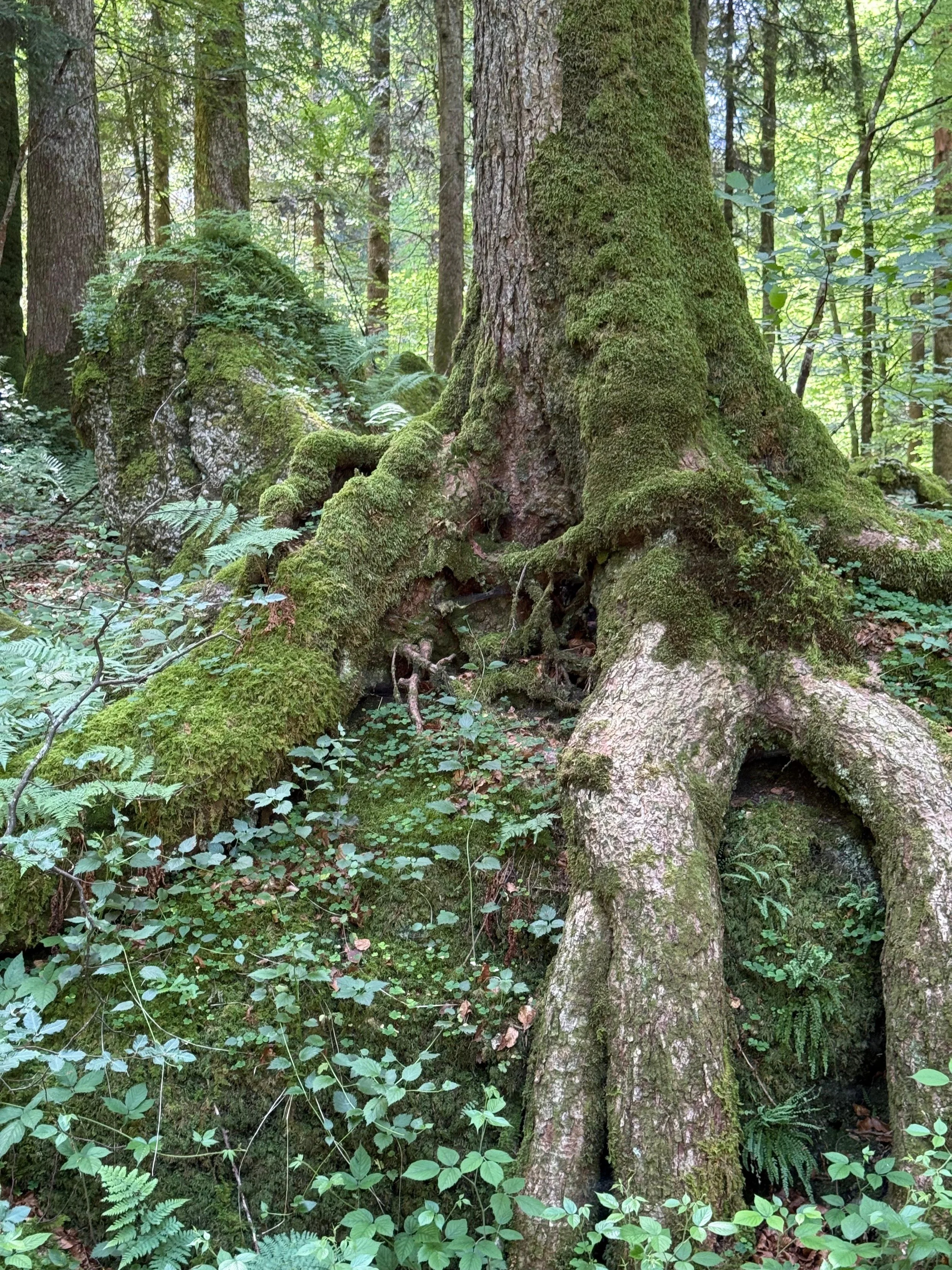 Warum der Wald so wichtig für uns ist
