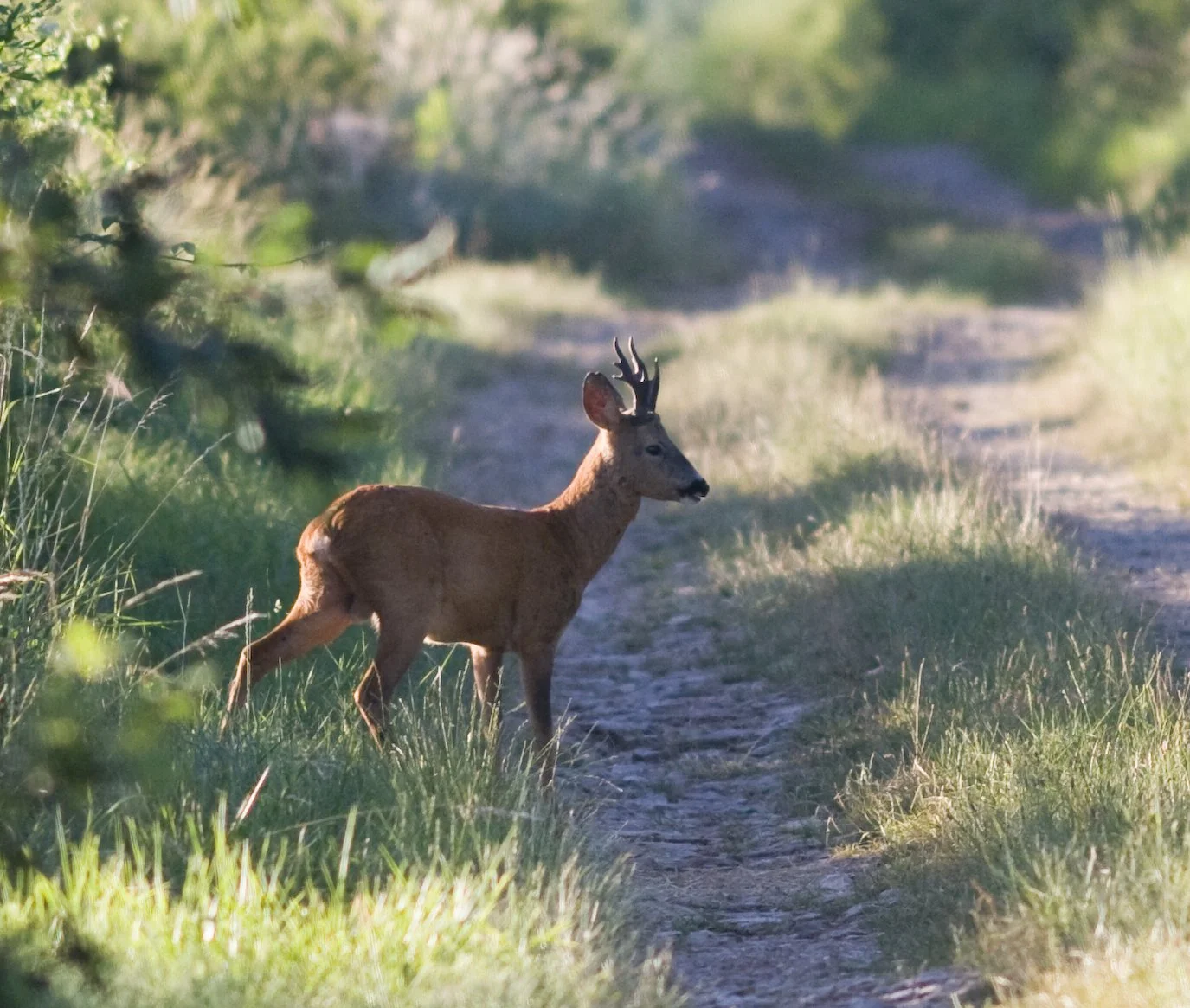 Guide de chasse en Aveyron