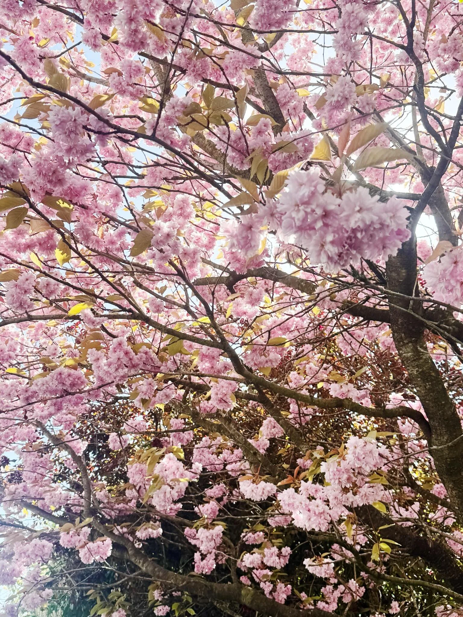 I am obsessed with the cherry blossom around the city at the moment!🌸 X

#aberdeen #aberdeencherryblossom #cherryblossom #spring