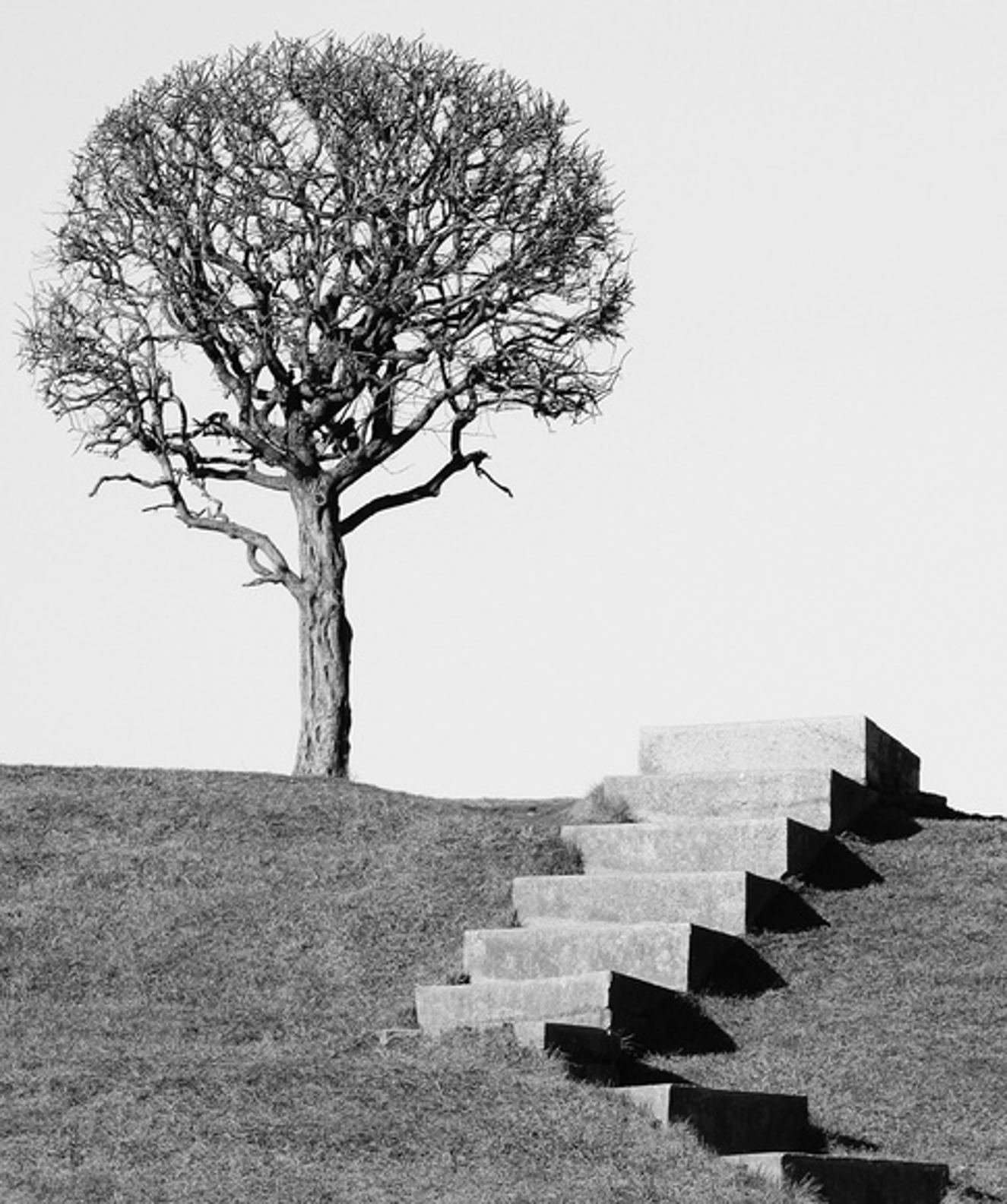 A black and white photograph of a leafless tree on a grassy hill with a set of concrete stairs descending from the right side of the image.