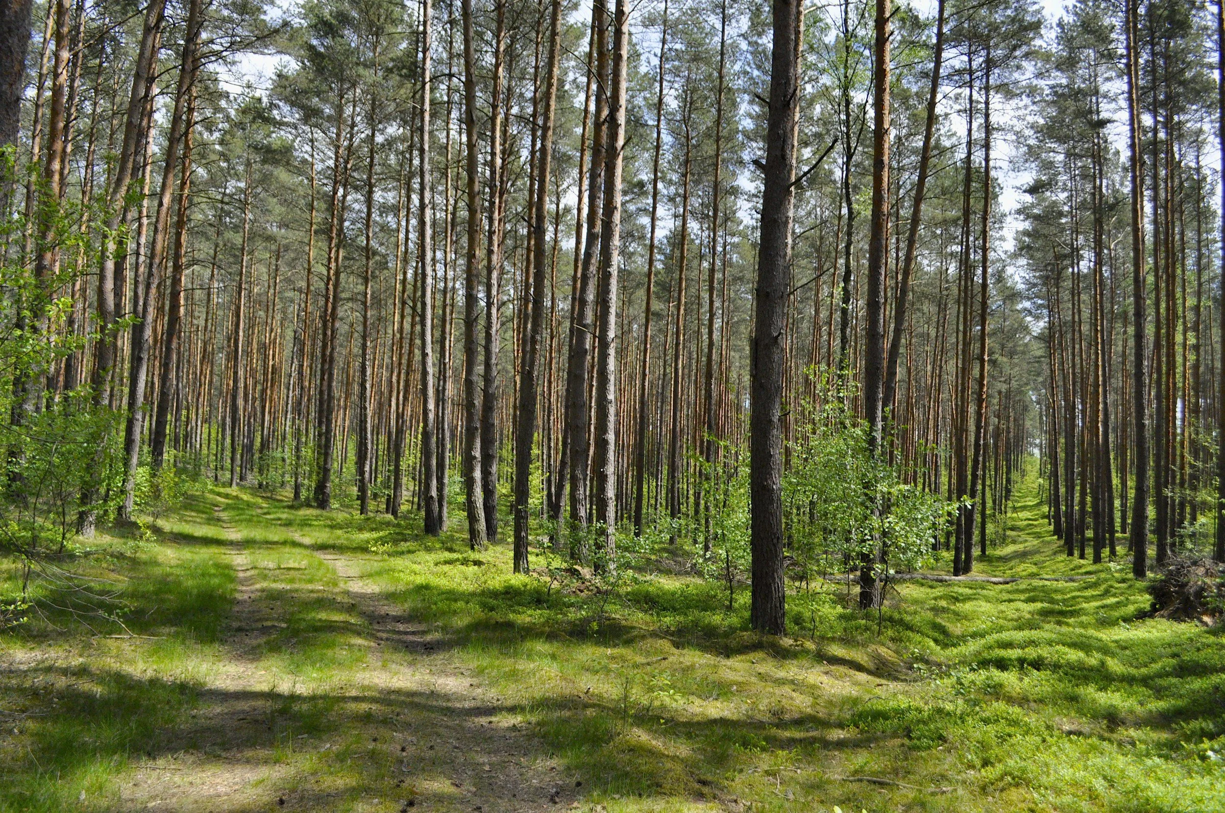 Skog i Sogn