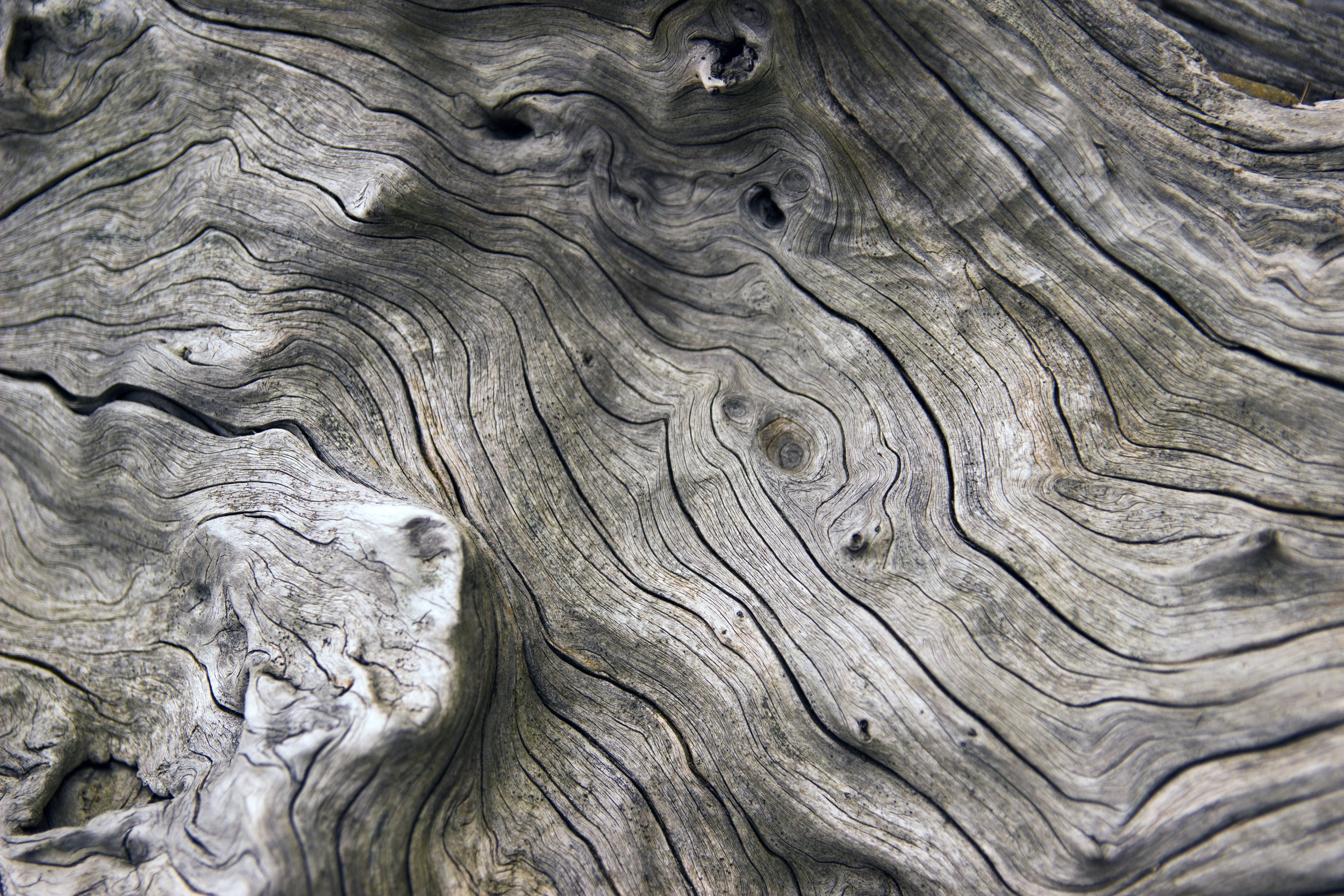 Close-up of weathered, gray and textured tree bark with intricate swirling patterns.