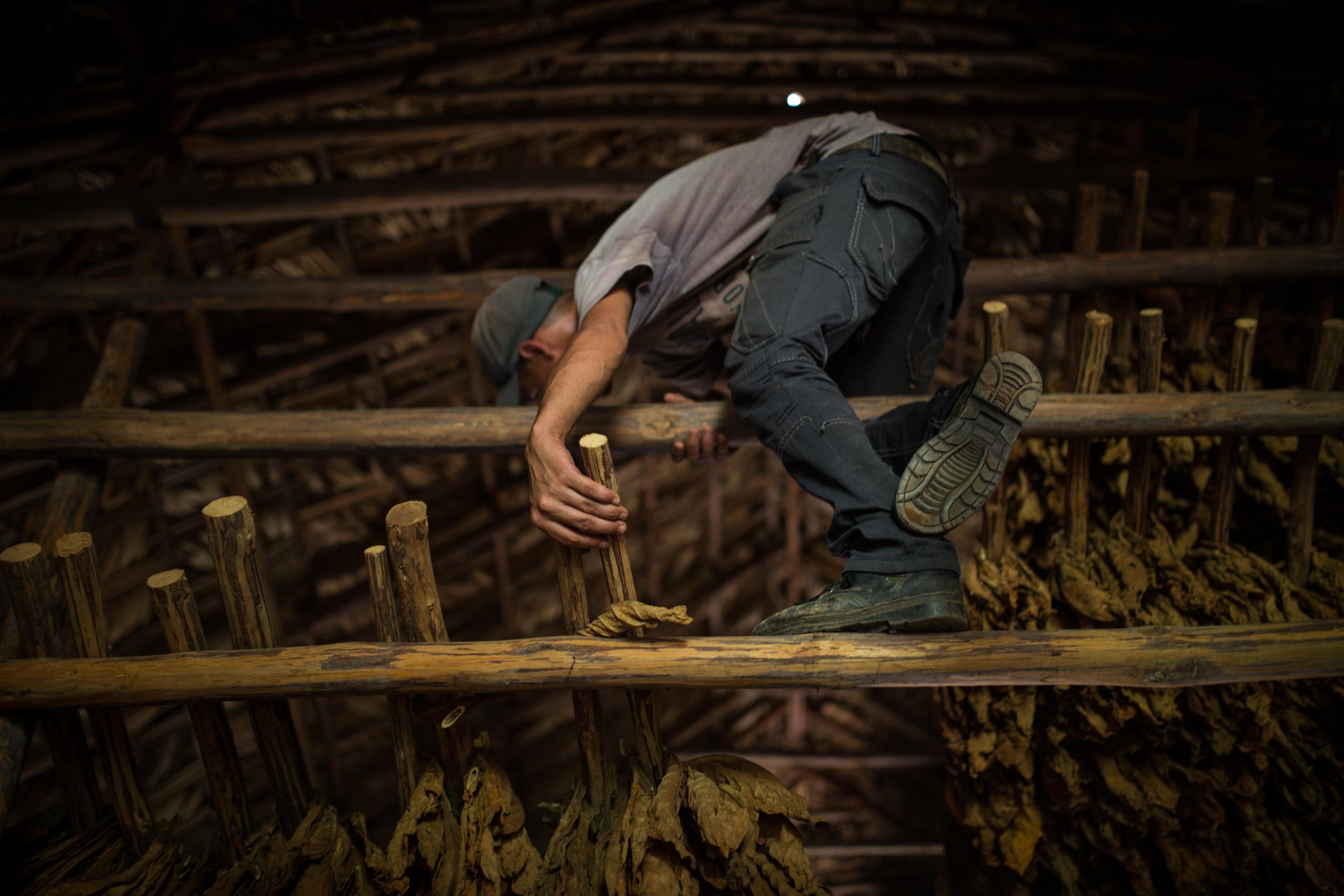 Tabaco-Vinales-9755.jpg
