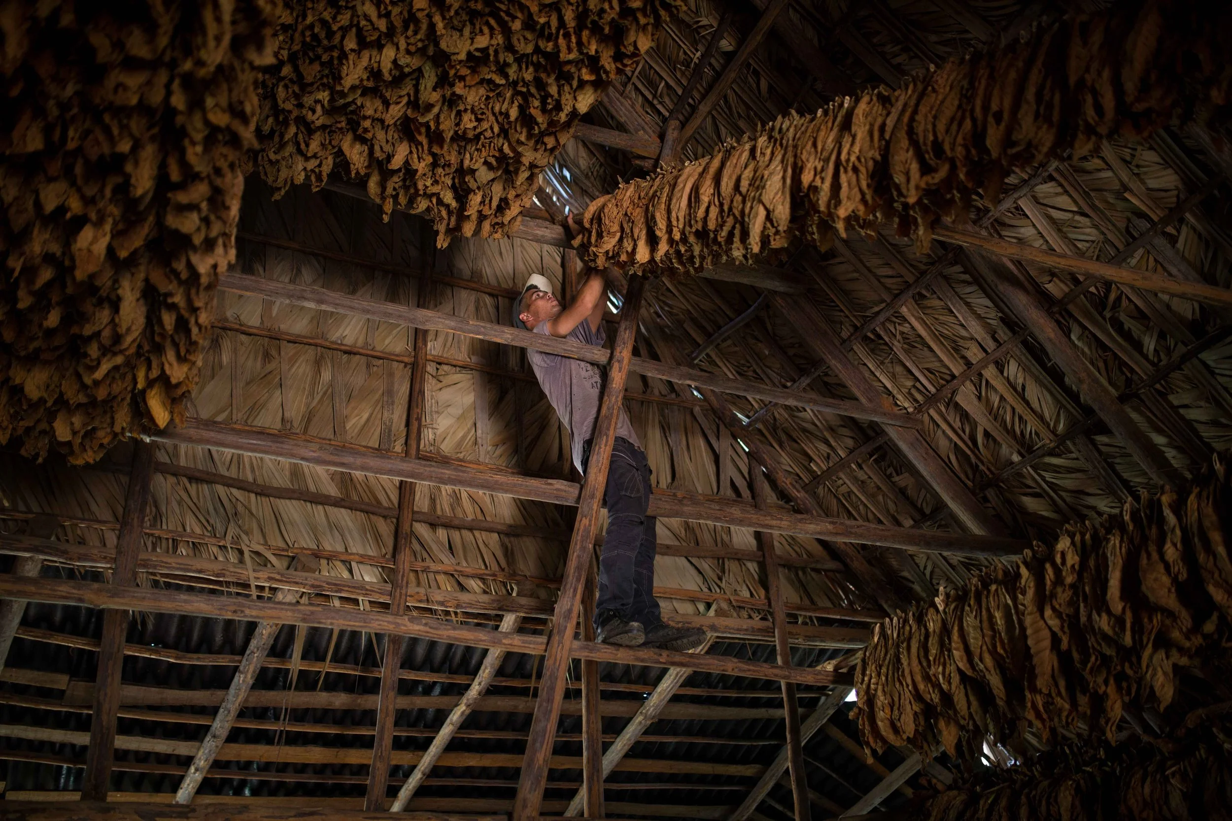 Tabaco-Vinales-9741.jpg