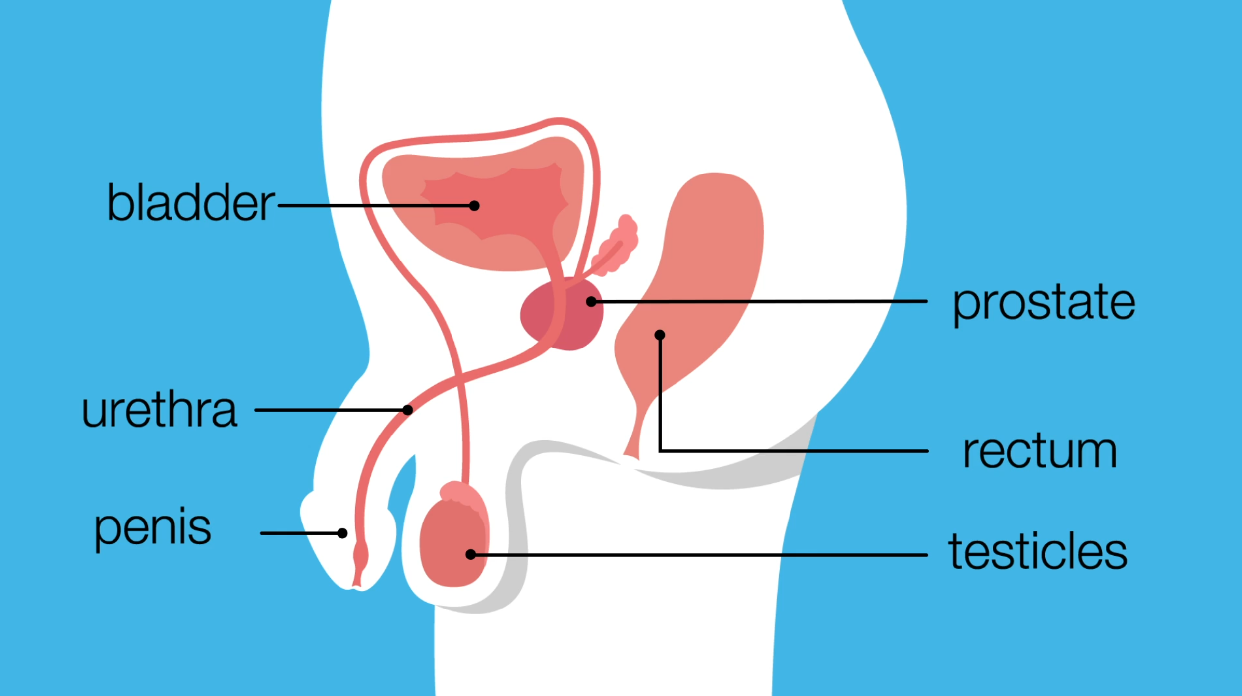 Prostate_02.png
