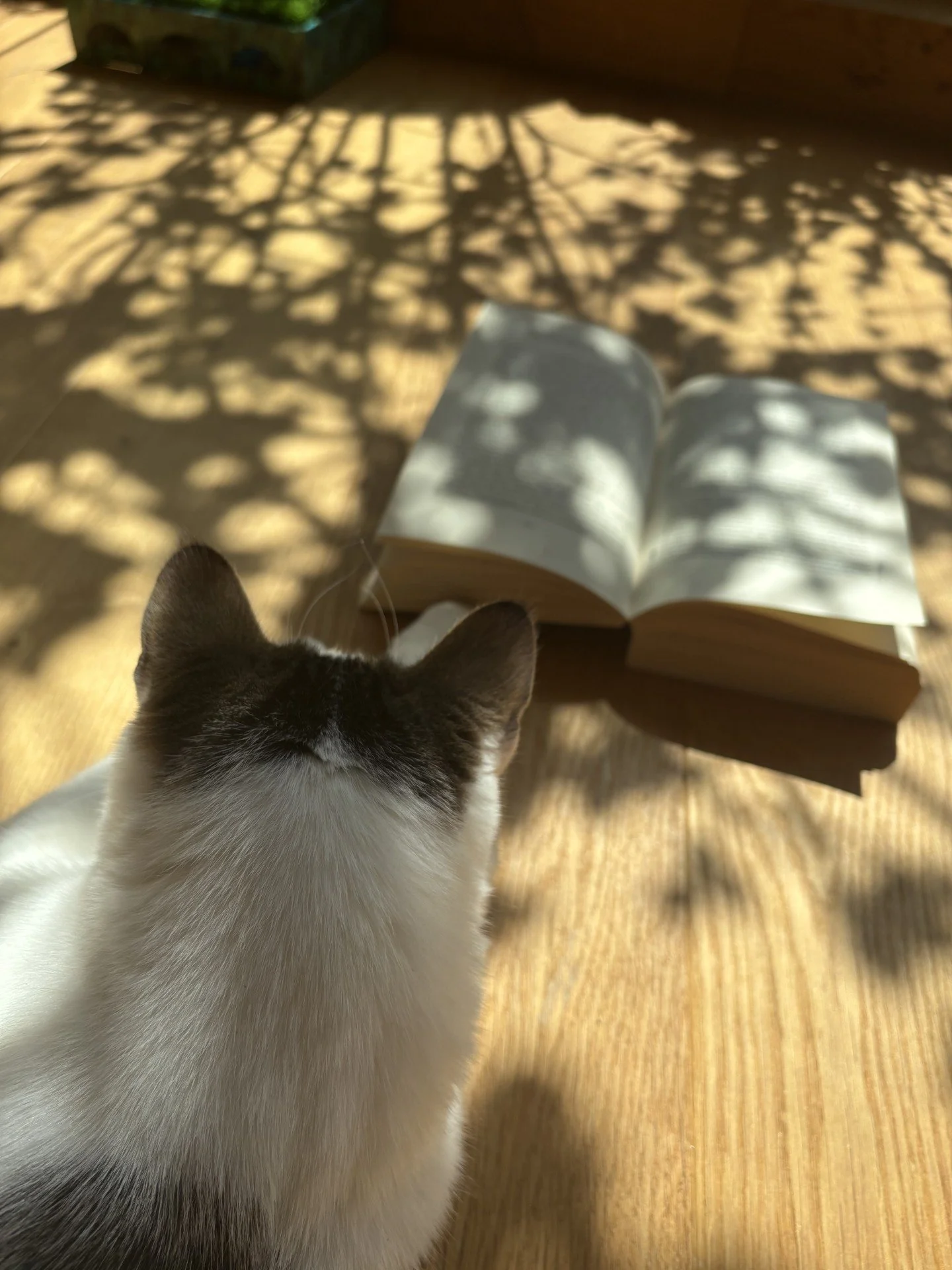 Buchempfehlung: Sigmund Freud Die Traumdeutung | Nachwort von Hermann Beland&nbsp;