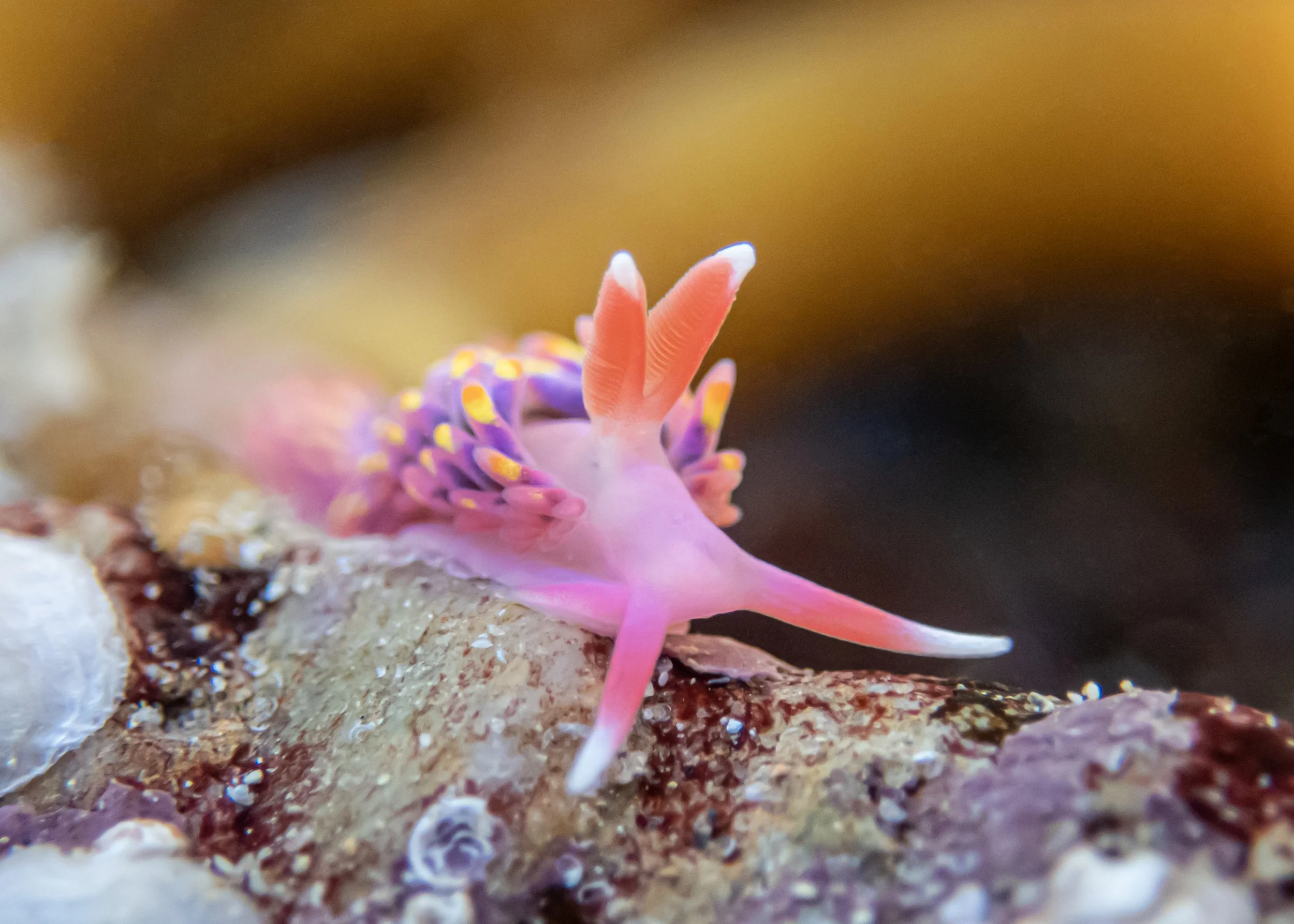 Rainblow Seaslug