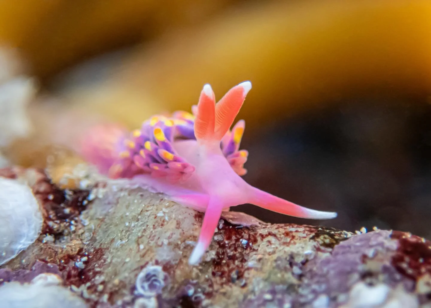 I have been holding onto this photo for a while and felt it was time to share this mythical sea slug with you all! 

🌈 This is the Rainbow Seaslug, which is not native to the UK but year after year has been showing up more and more frequently as a r