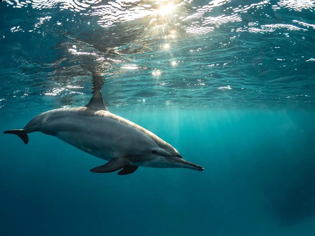 🐬 While at @redsea.divingsafari we had the amazing fortune to have a pod of spinner dolphins come and visit us in the house reef as the sun was rising! This was my first time swimming along side dolphins and an experience I&rsquo;ll never forget! 🌅