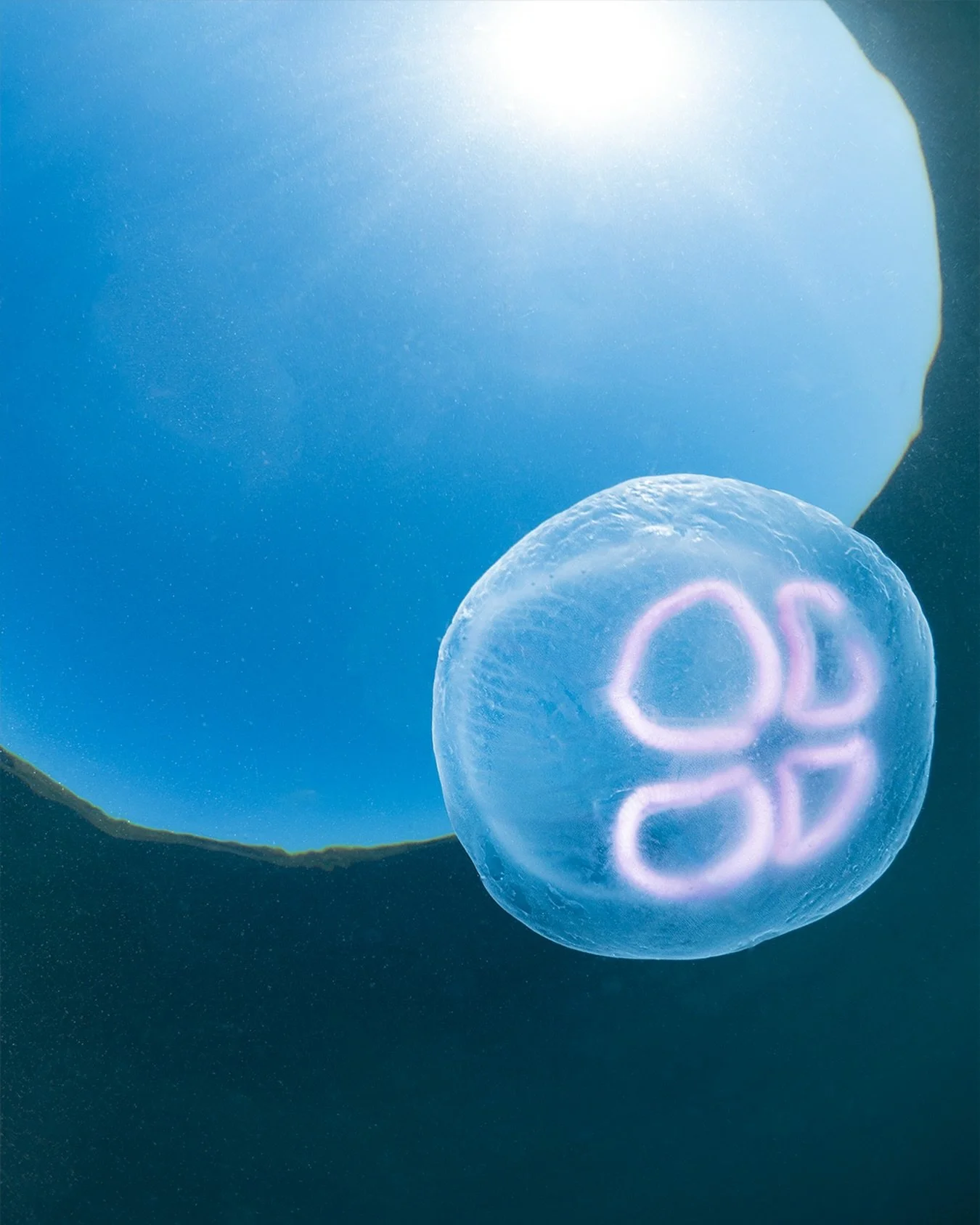It&rsquo;s time for my favourite part of the year! The sun has come out, the water has cleared up, and most importantly, THE JELLYFISH ARE BACK! 🪼💙

🌙 I haven&rsquo;t seen moon jellyfish (Aurelia aurita) in the Falmouth before, but it&rsquo;s a we