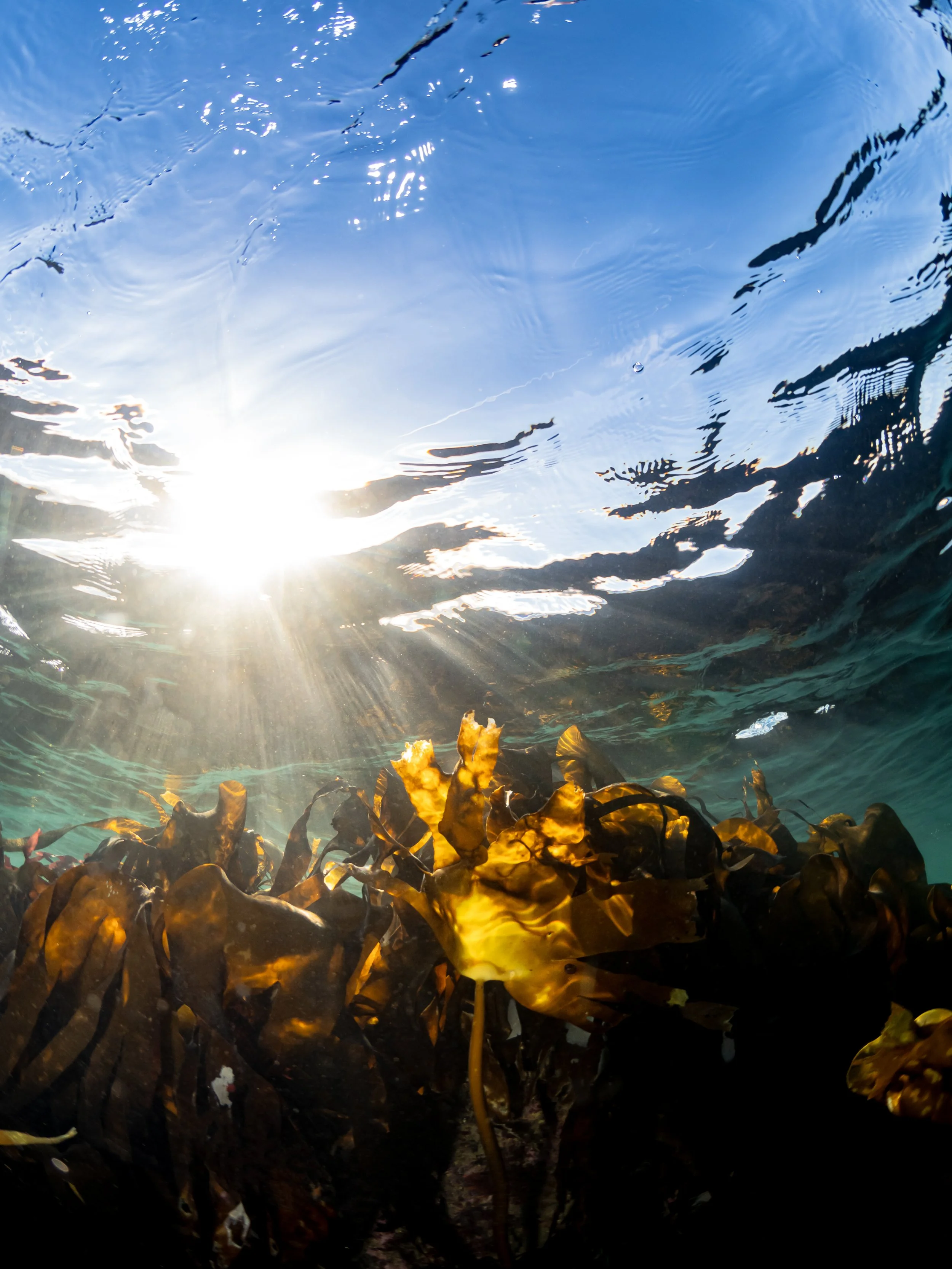 Sunrays and Oarweed