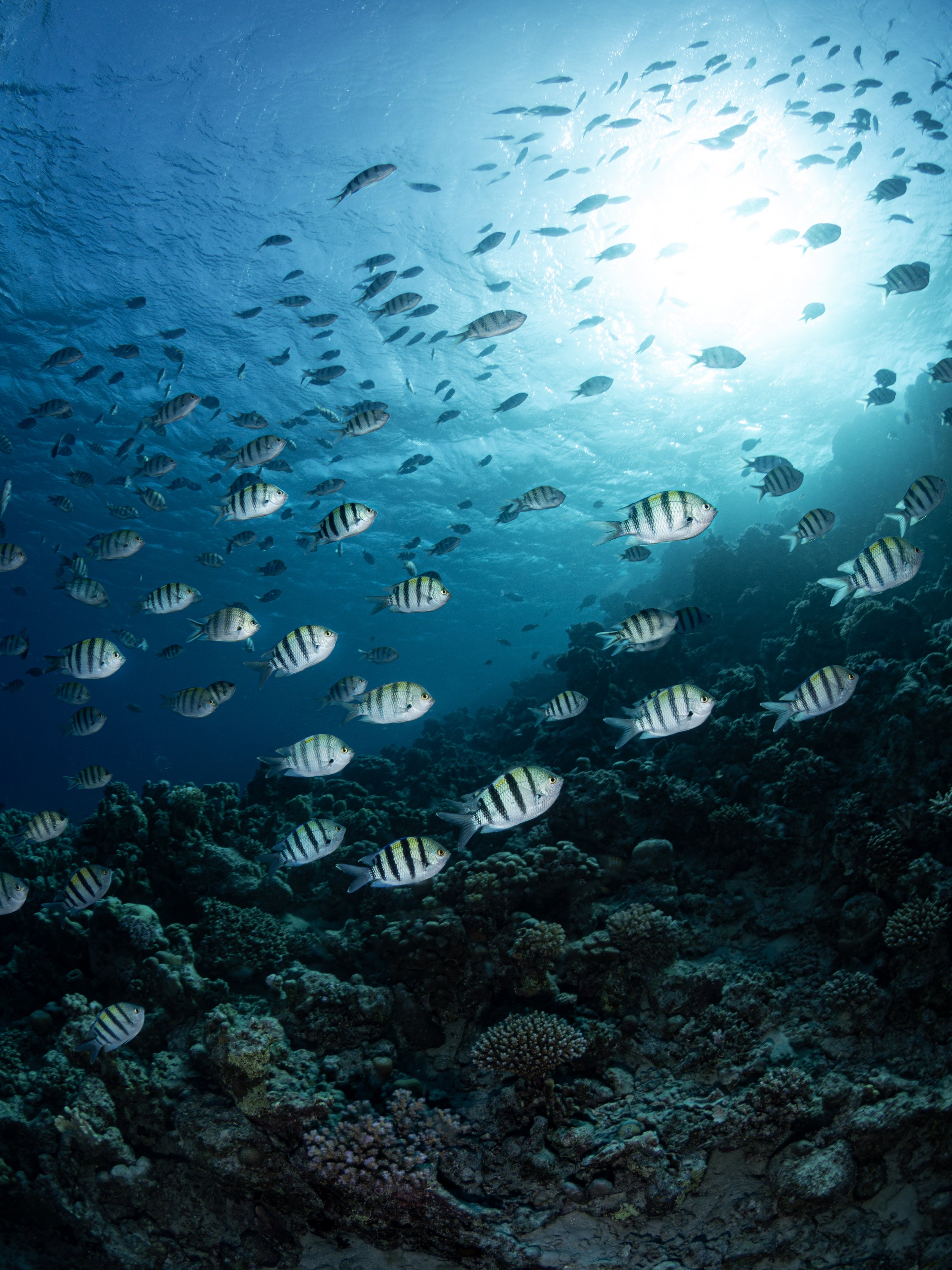 Sergeant Fish - Marsa Alam, Egypt