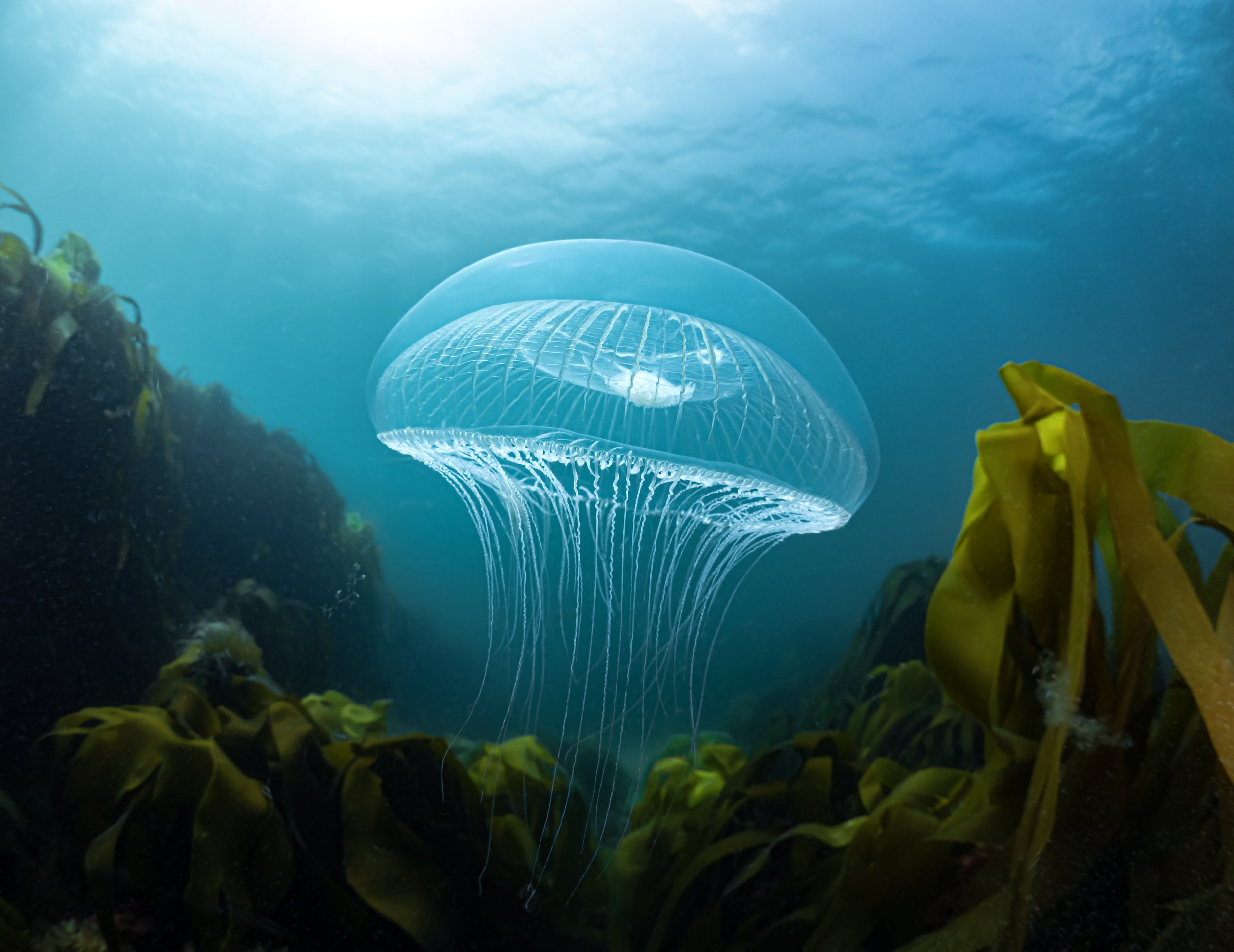Crystal Jellyfish