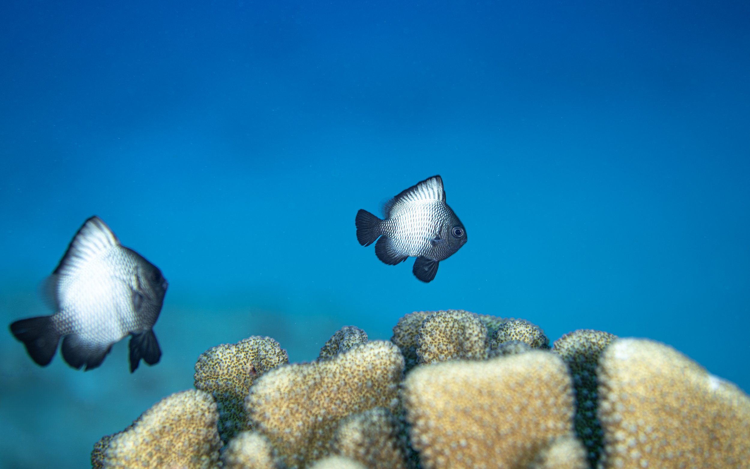 Hawaiian dascyllus - Honolulu, Hawai'i