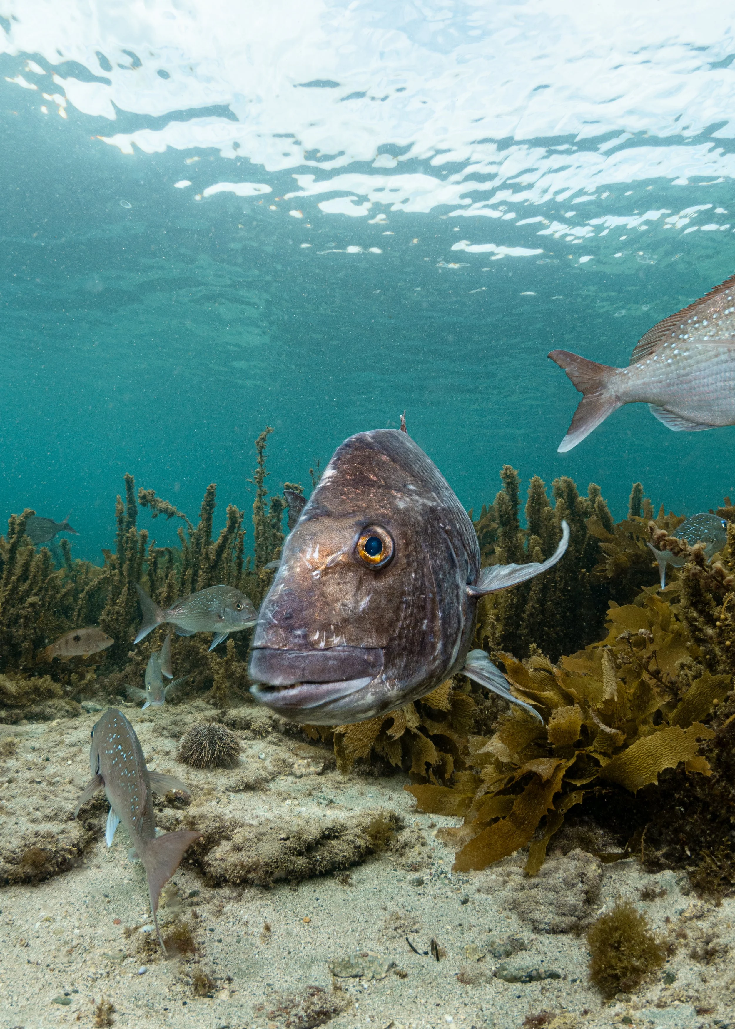 Snapper Eye - Goat Island, New Zealand