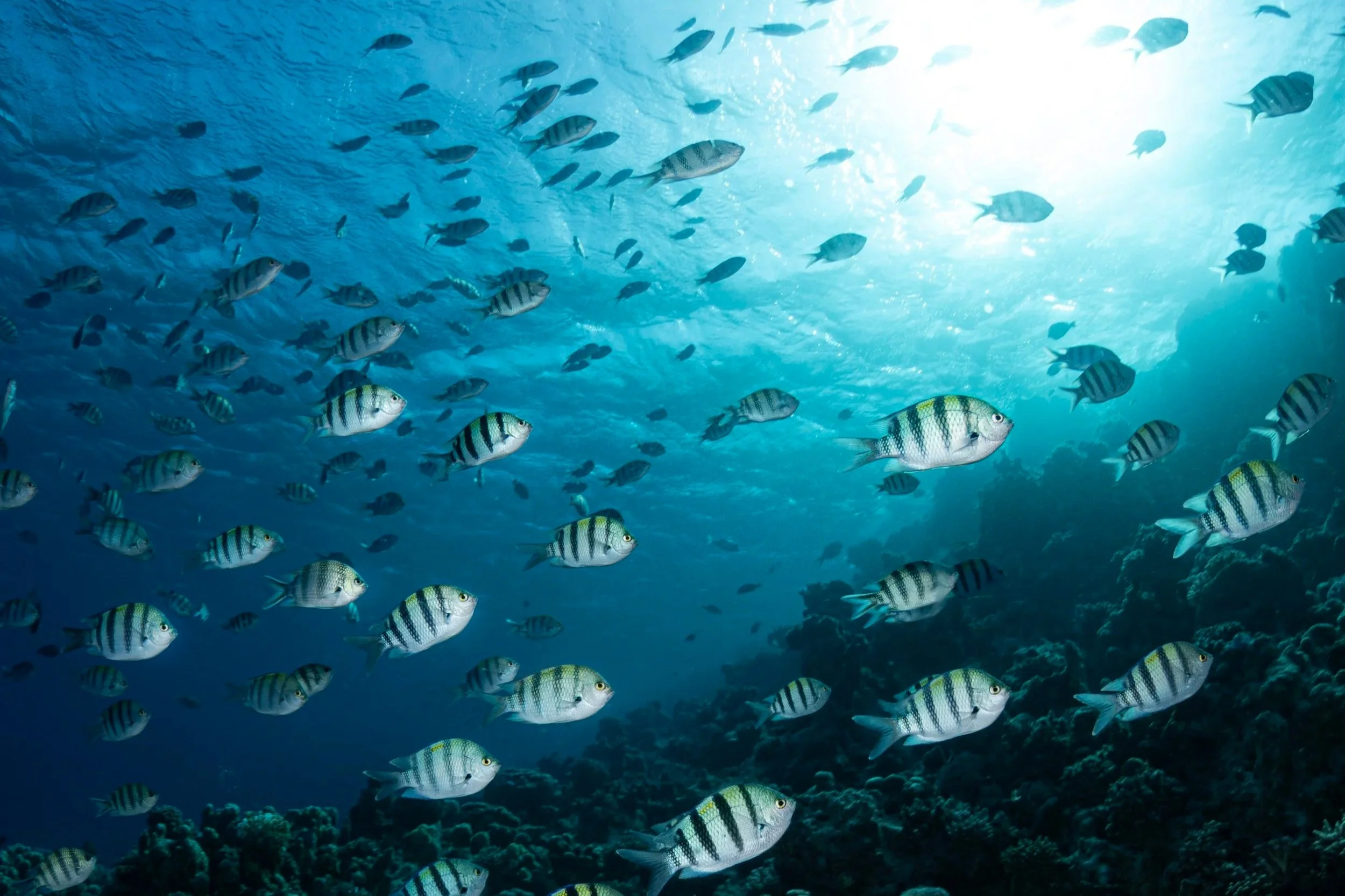 Underwater scene with numerous fish swimming near a coral reef, with sunlight shining through the water.