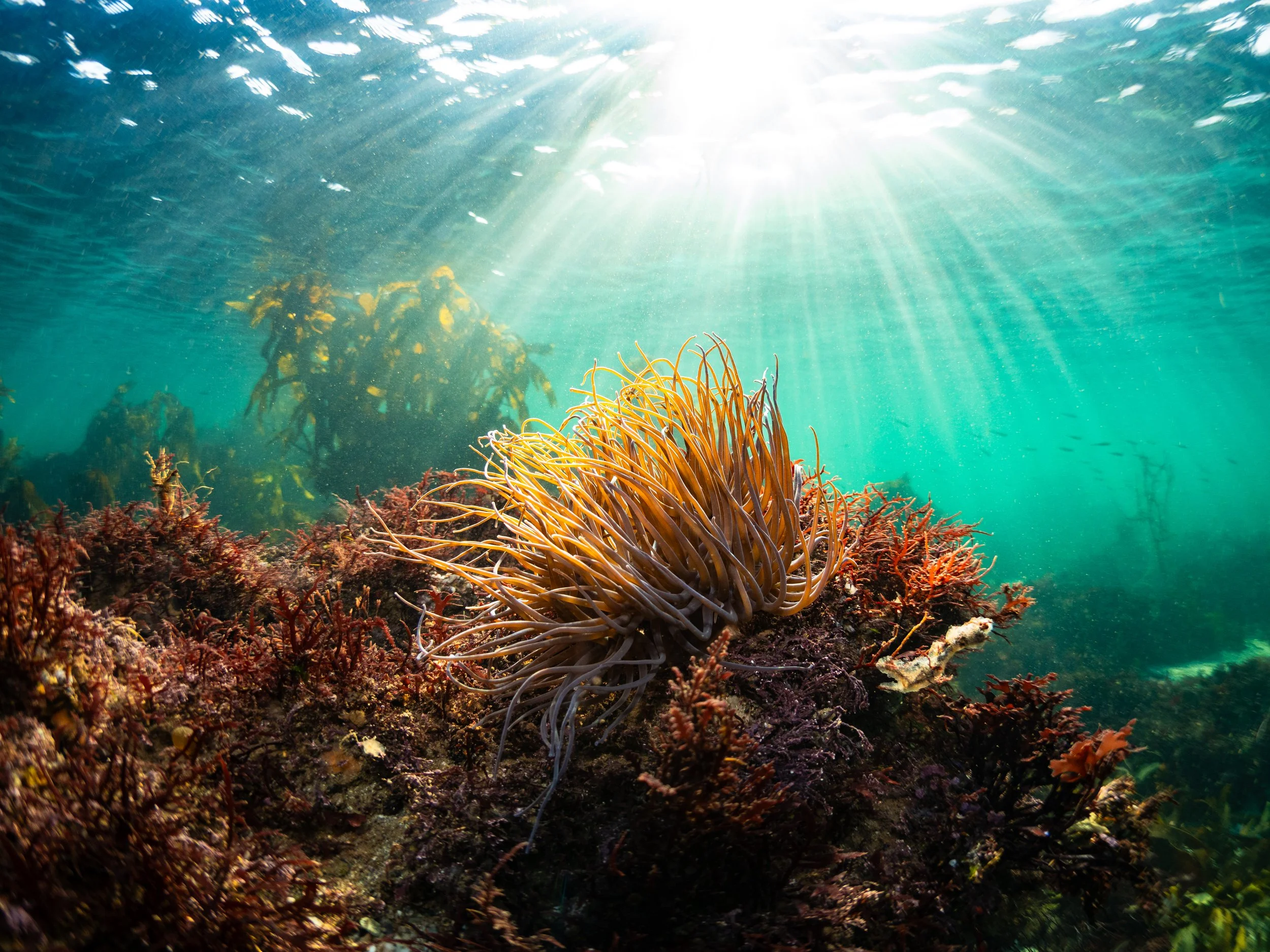 Underwater scene with coral and sea anemones, sunlight filtering through the water.