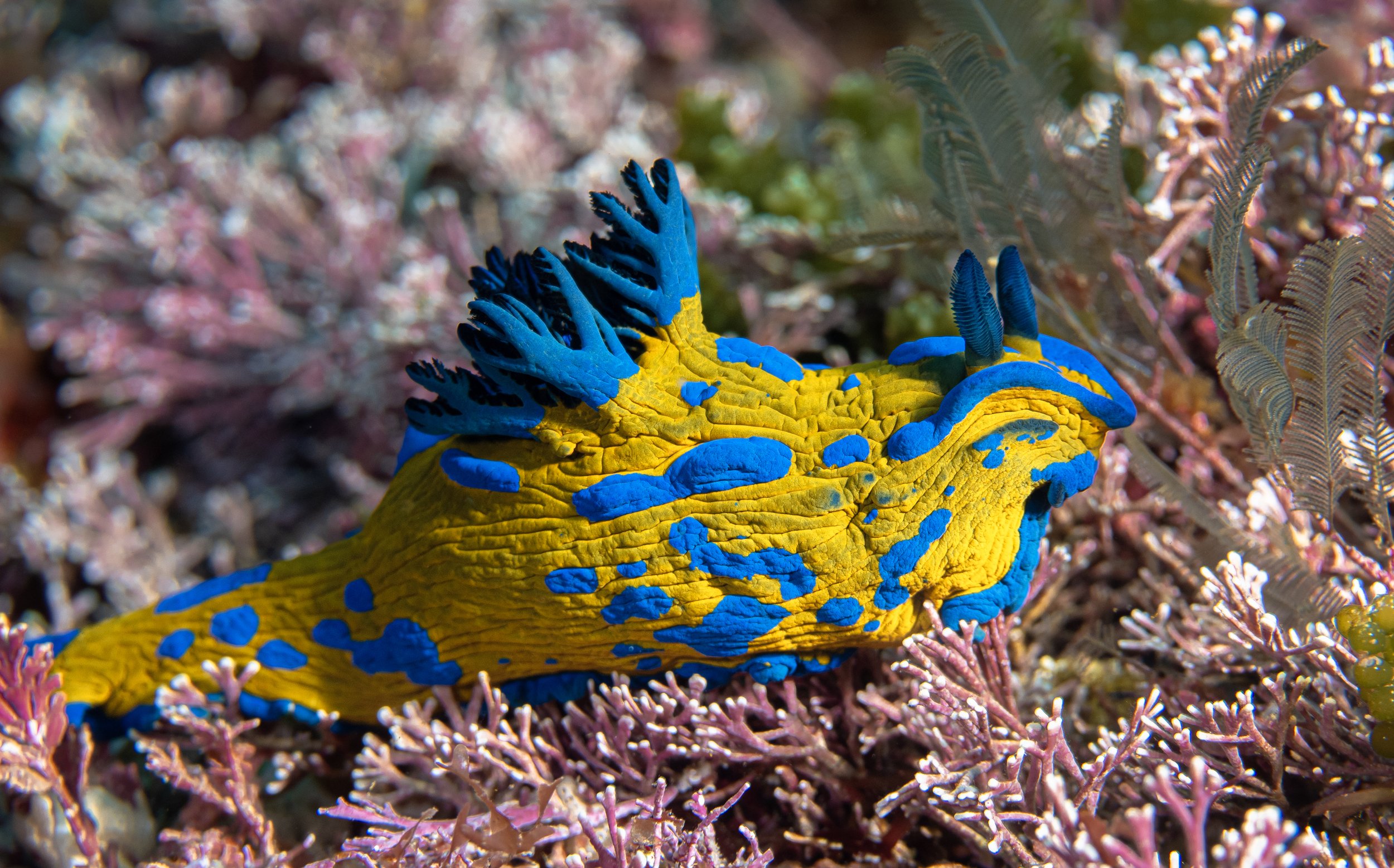 Tambja verconis - Poor Knights Island, New Zealand