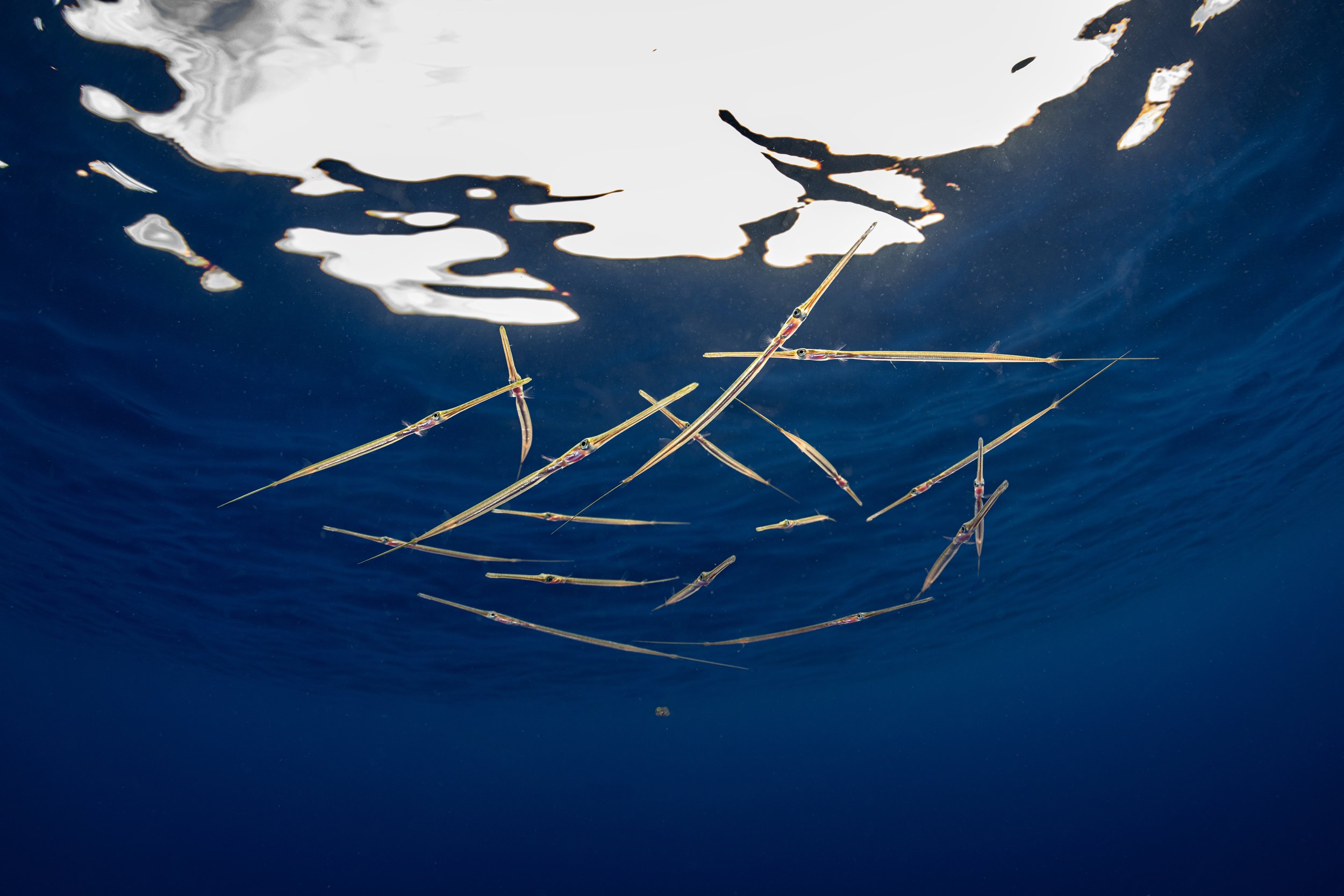 Needle Fish - Oahu, Hawai'i