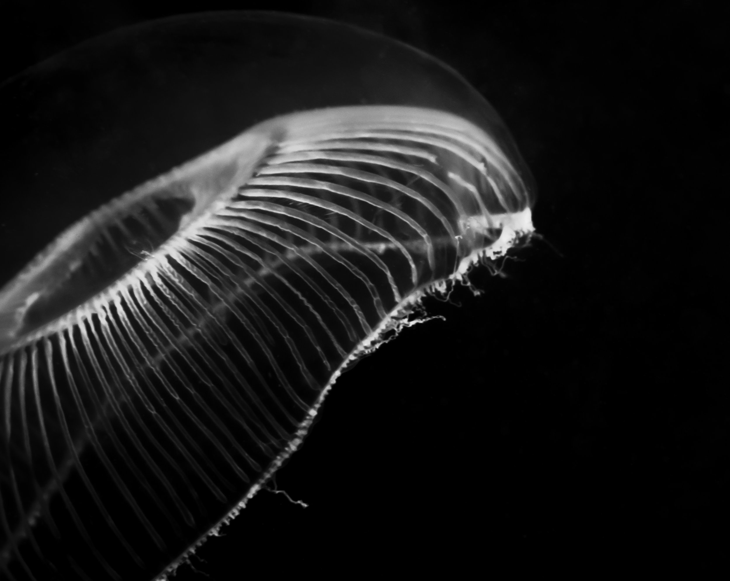 Crystal Jellyfish B&W 1