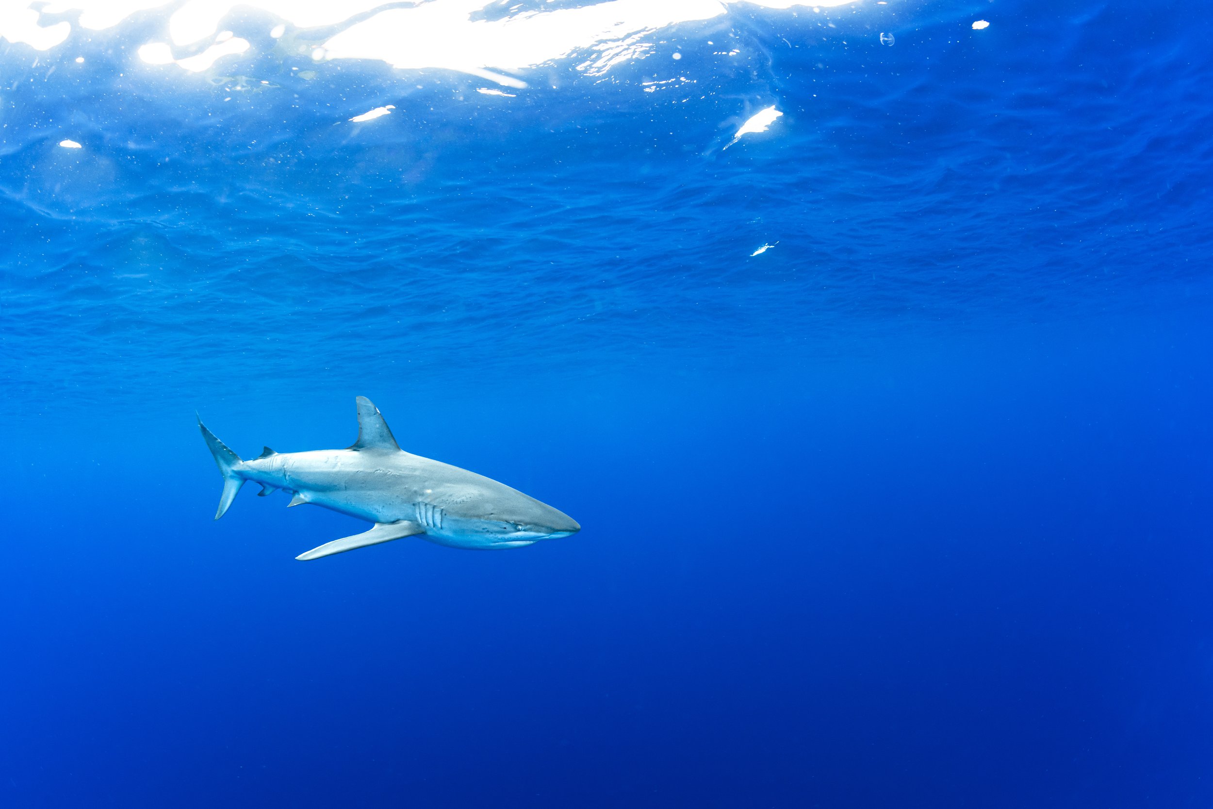 Galapagos Shark - Oahu, Hawai'i