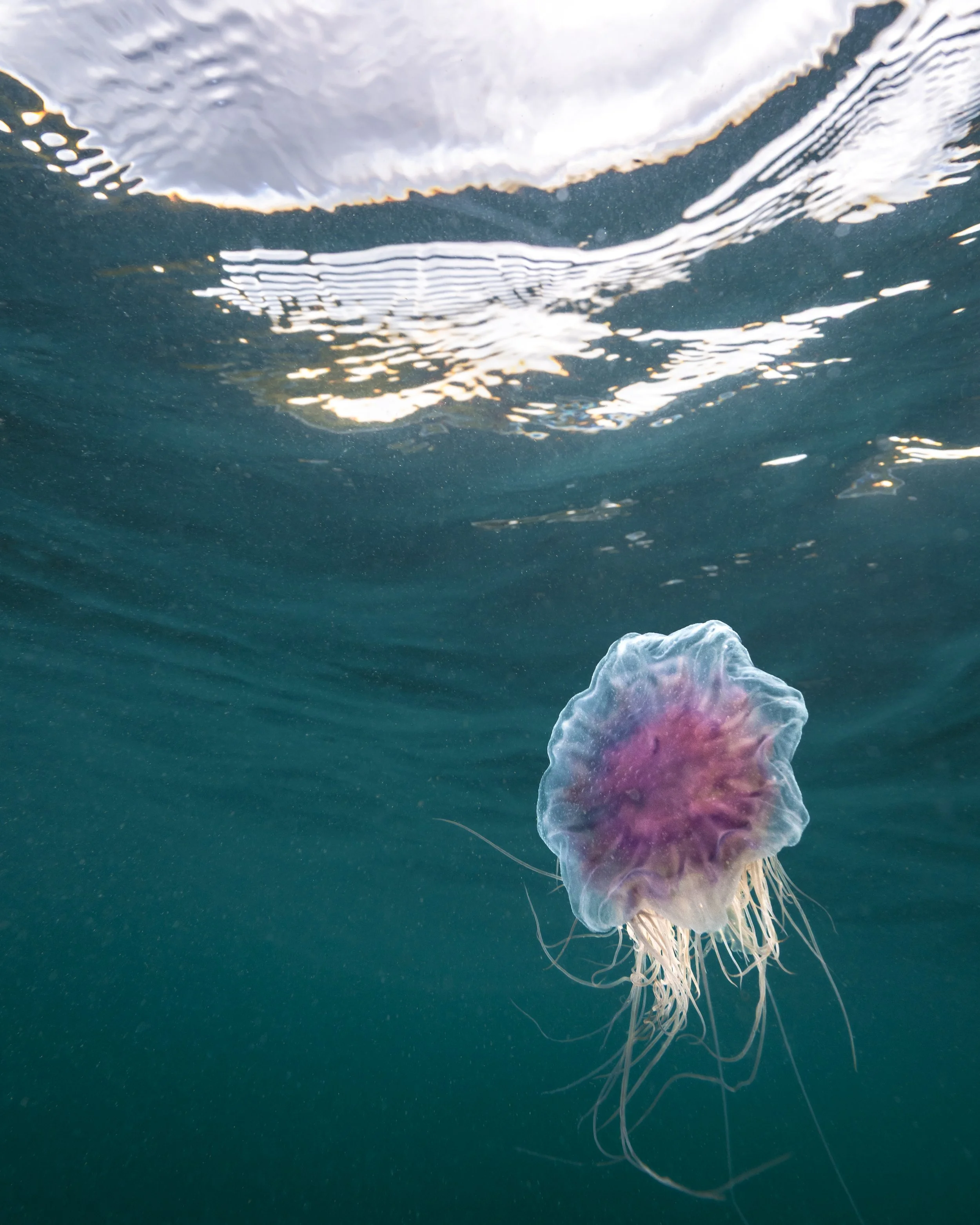 Blue Jellyfish 2