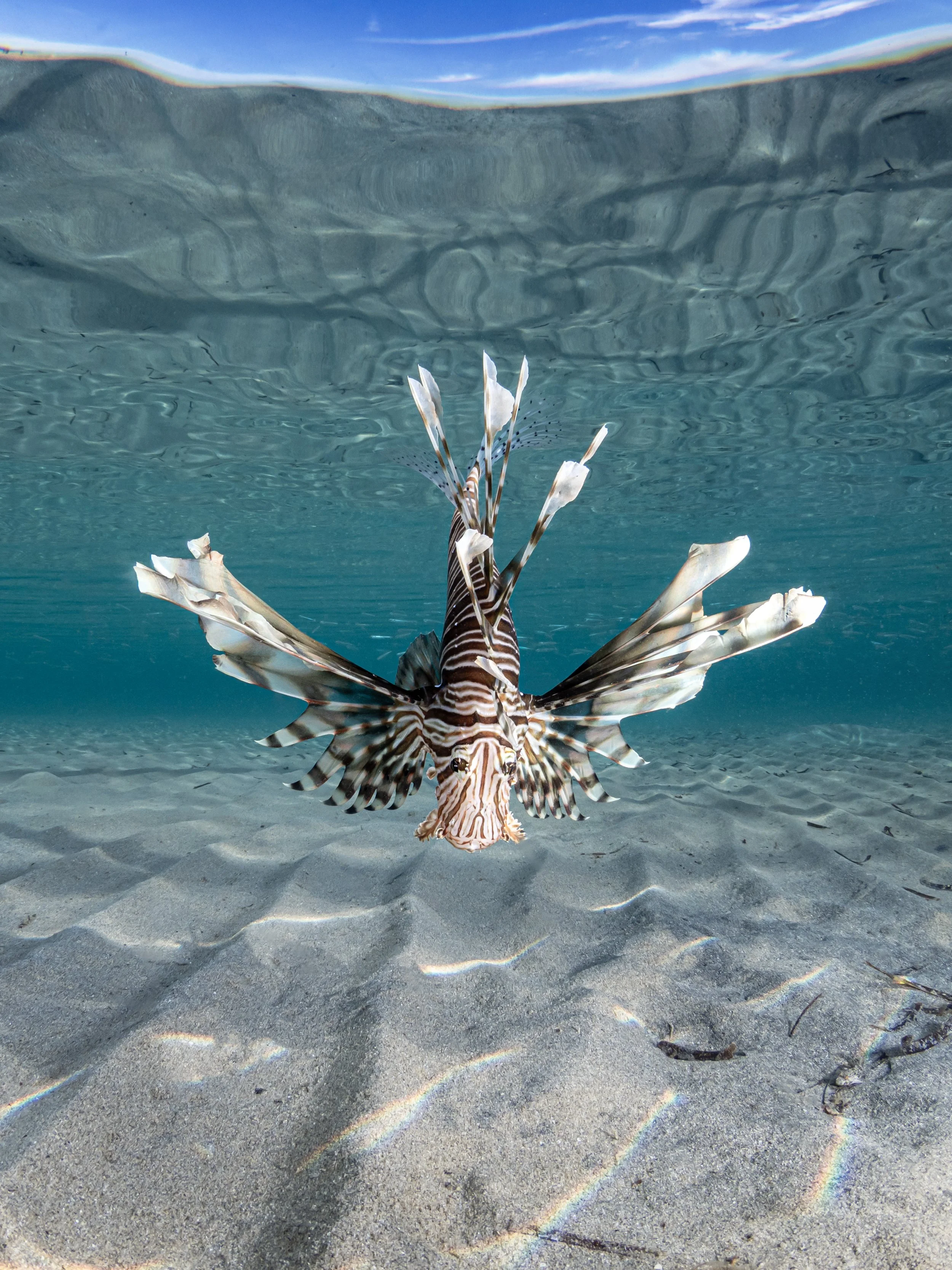 Lionfish - Marsa Alam, Egypt