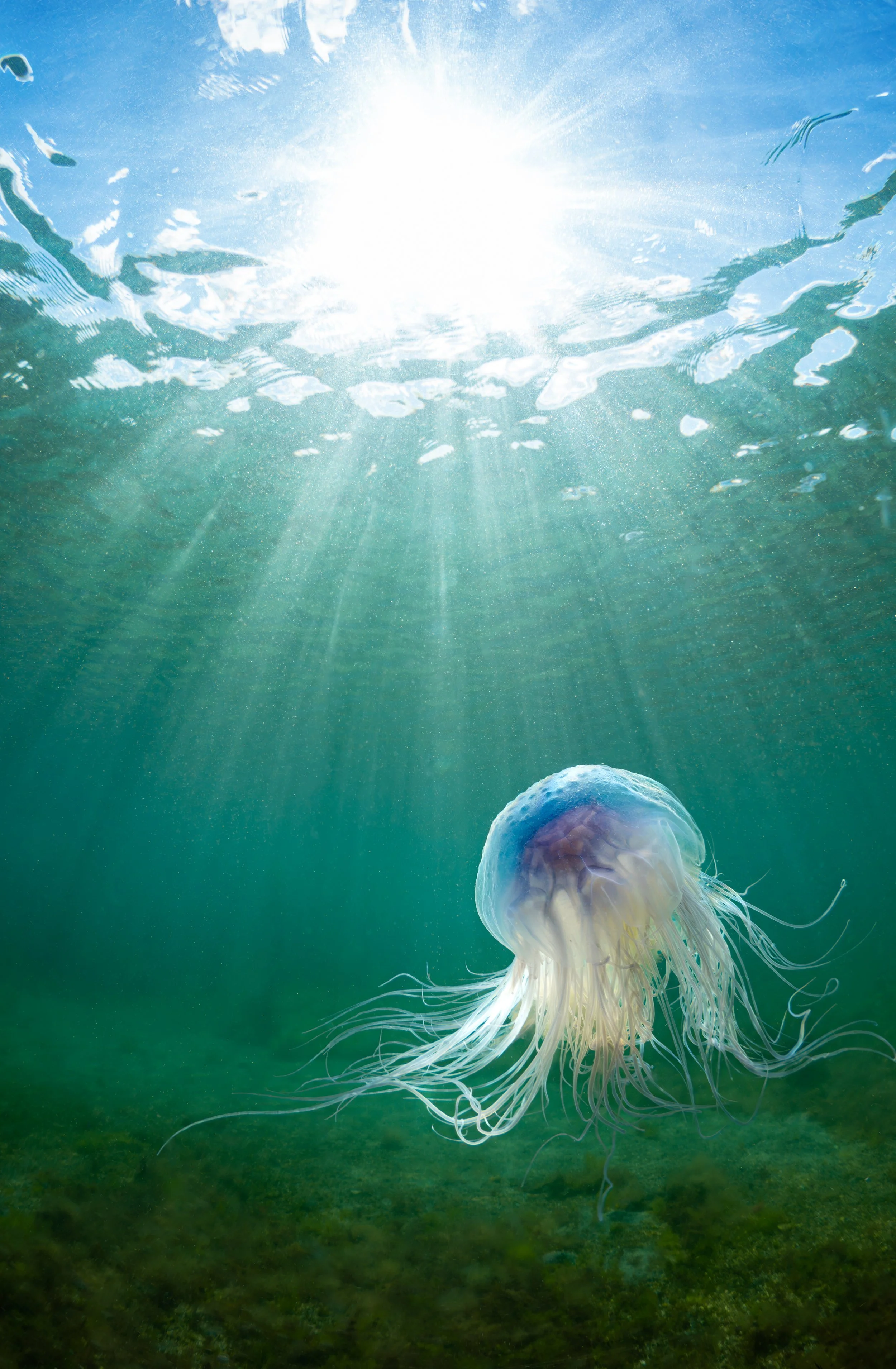 Blue Jellyfish 1
