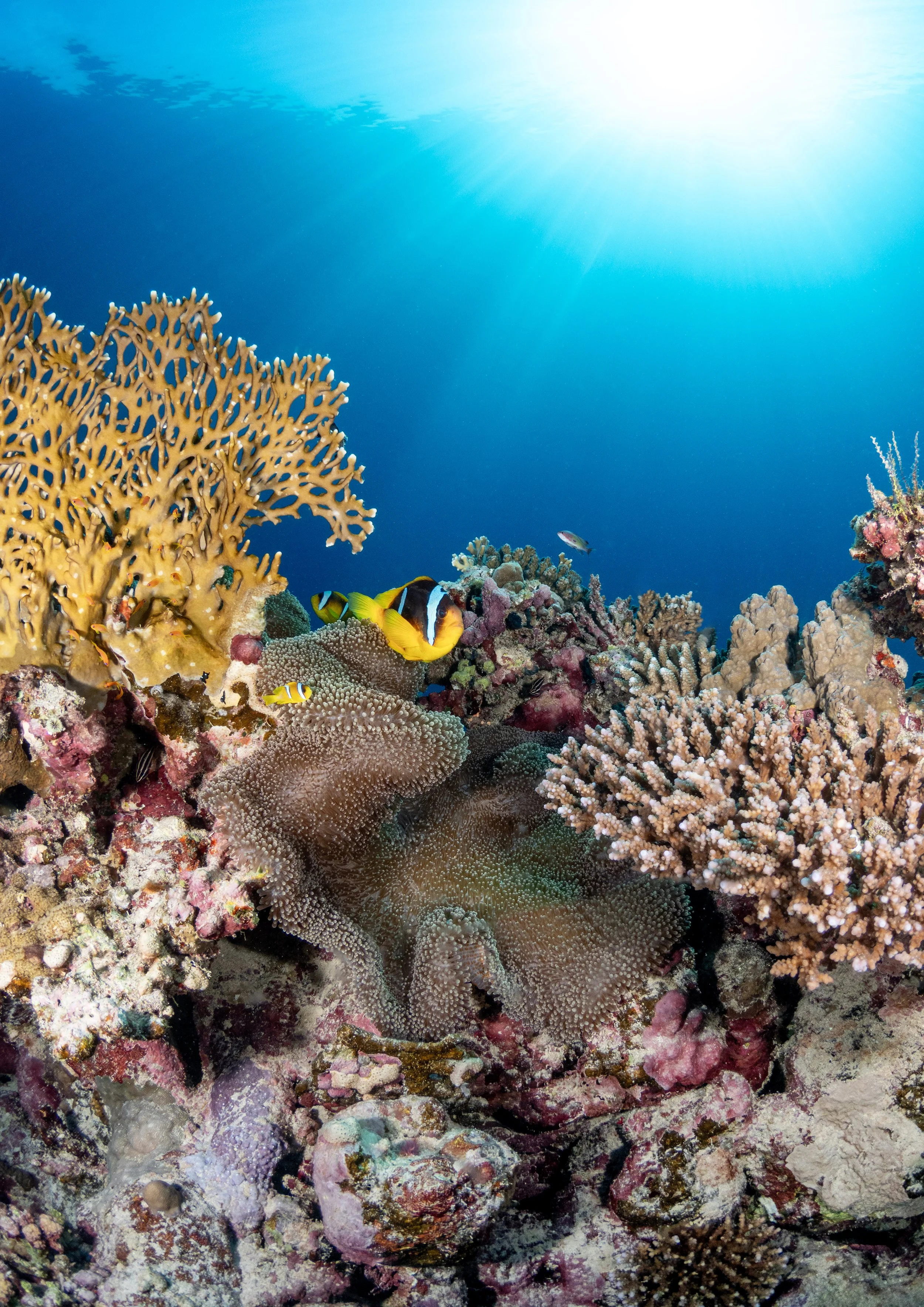 Underwater coral reef with colorful corals, fish, and clear blue water with sunlight.