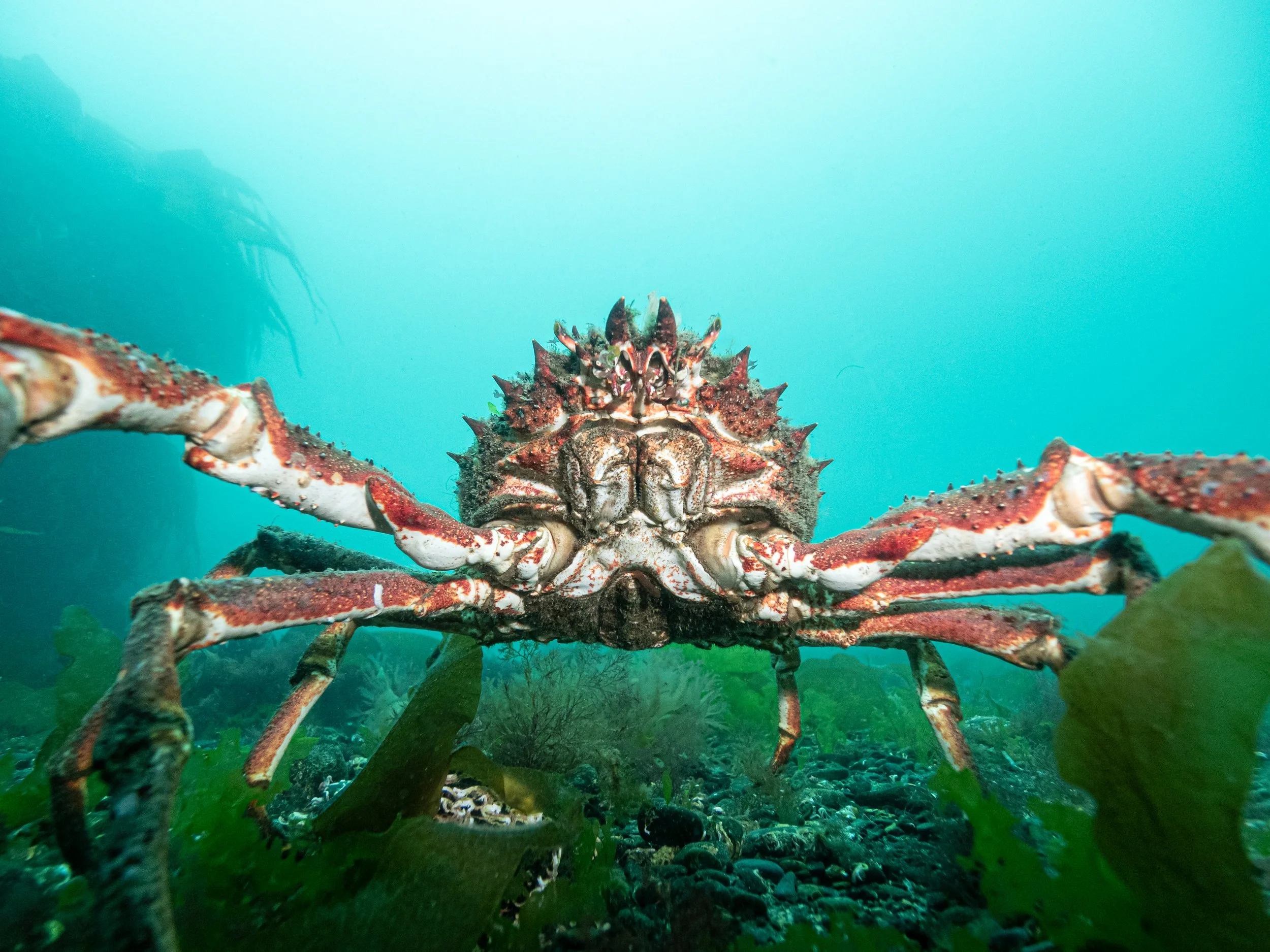 Spider Crab Hug