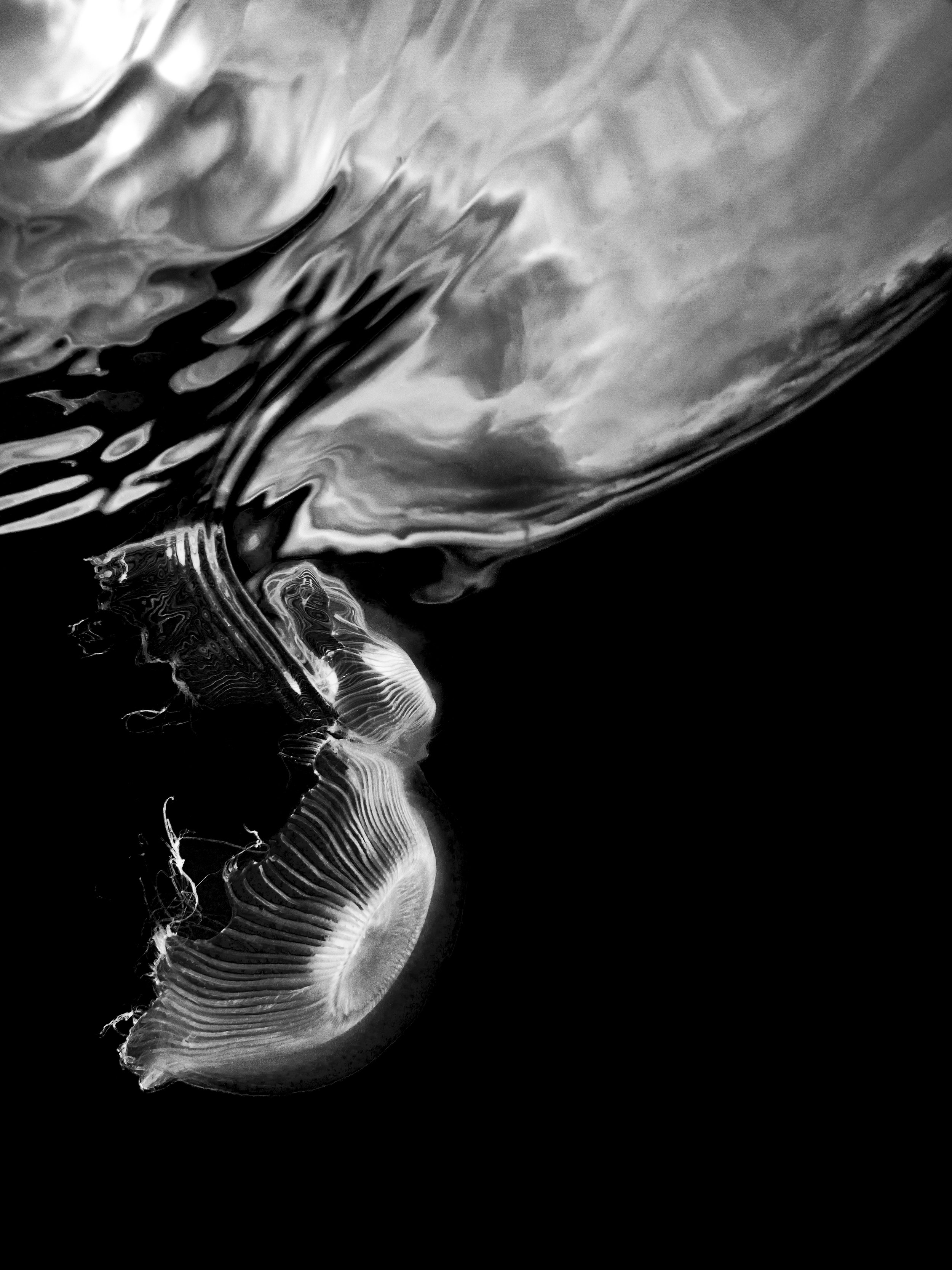 Crystal Jellyfish B&W 2