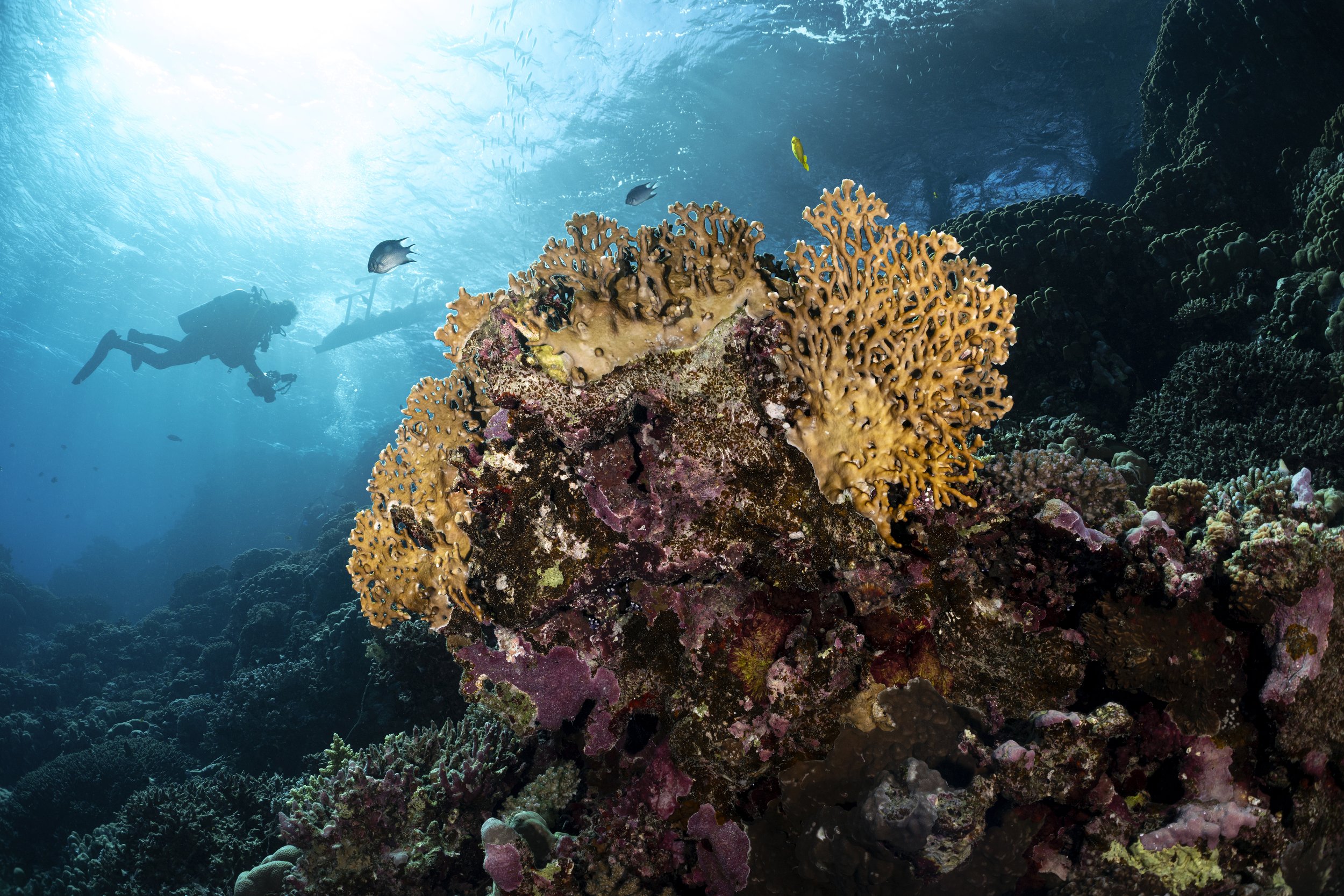 Fire Coral - Marsa Alam, Egypt