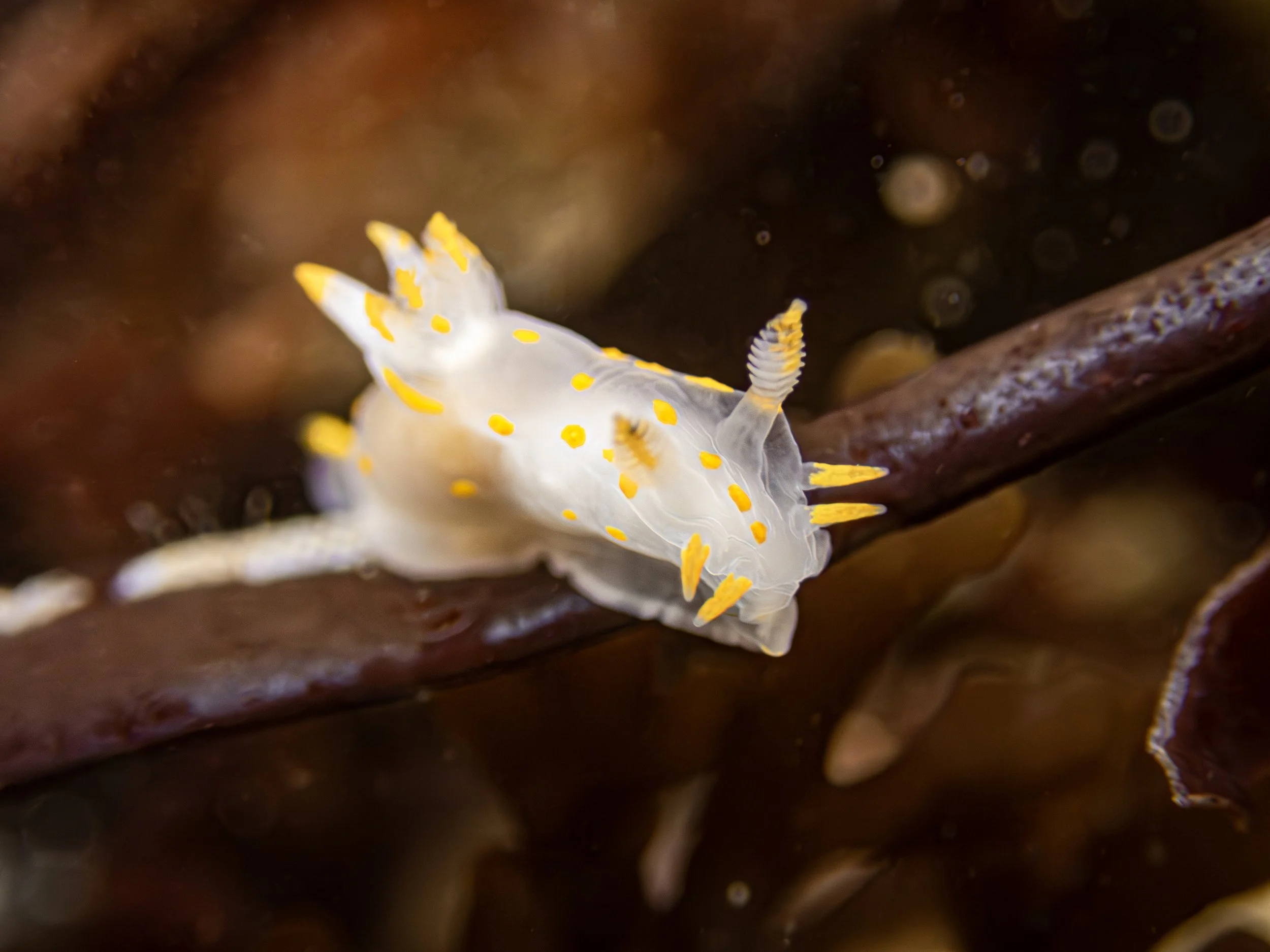 Polycera quadrilineata 