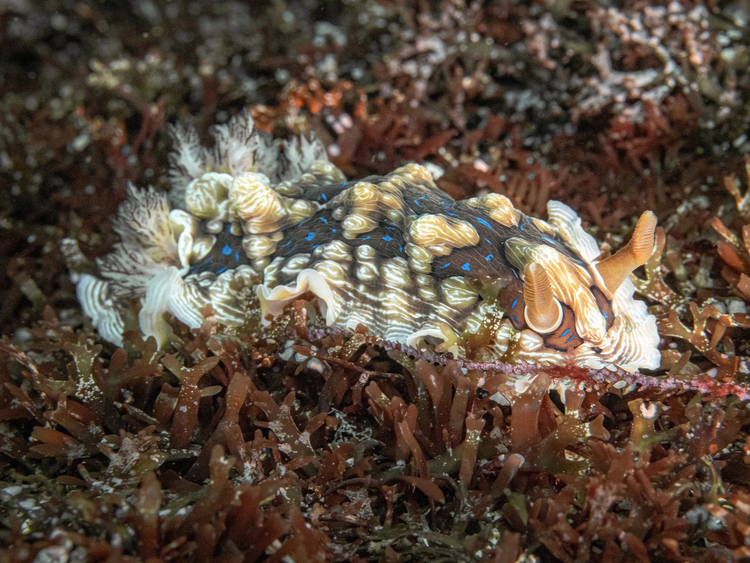  Gem Nudibranch - Poor Knights Islands, New Zealand