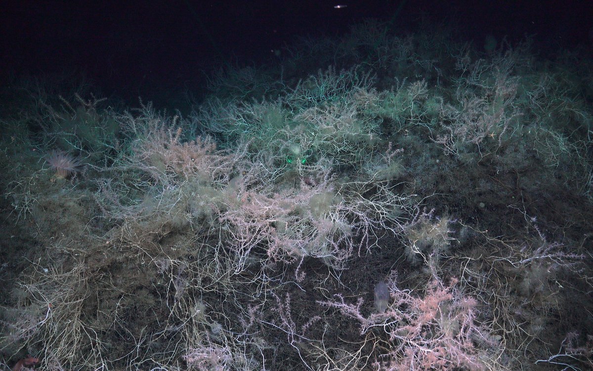 Underwater scene of coral reef