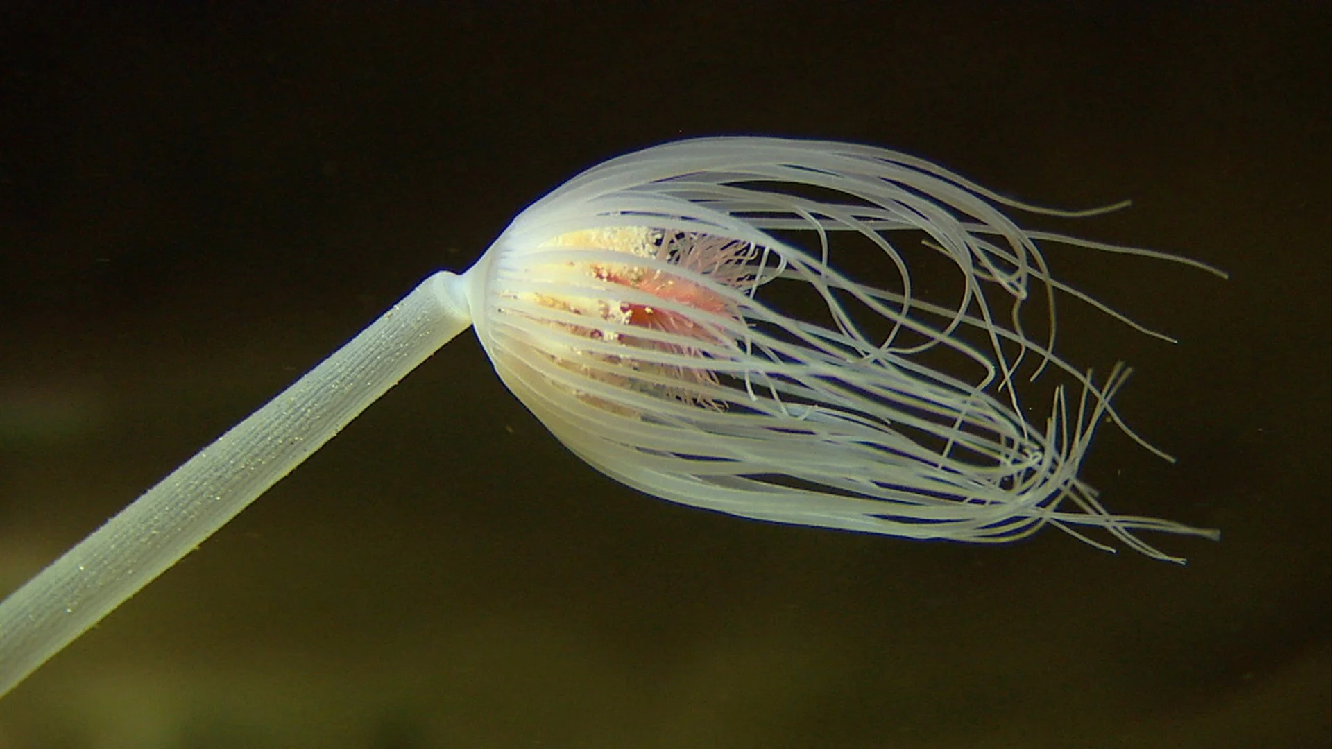 Close-up of a sea creature with long, flowing tentacle-like appendages and a transparent body, attached to a small rod, against a dark background.