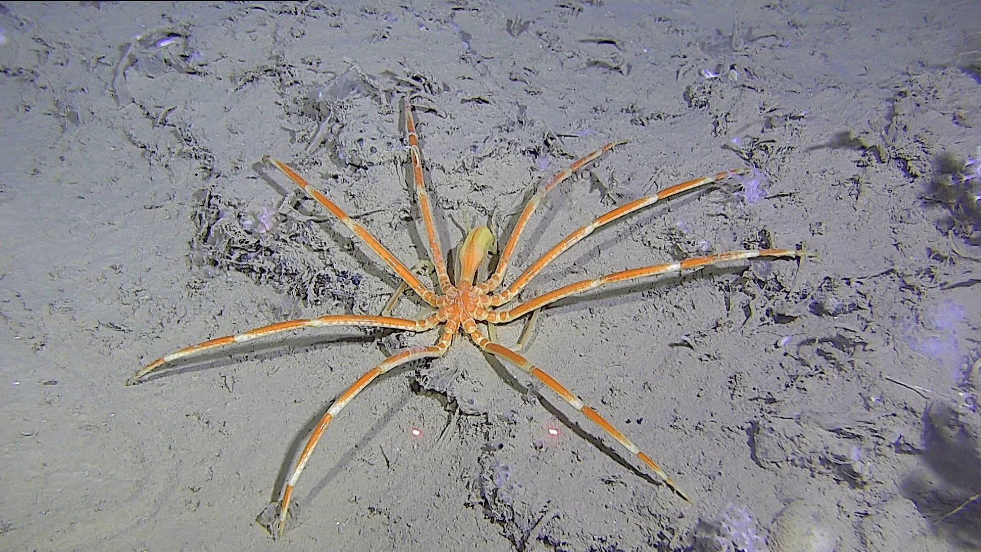 Sandy seafloor with a large orange and white sea spider in the center.