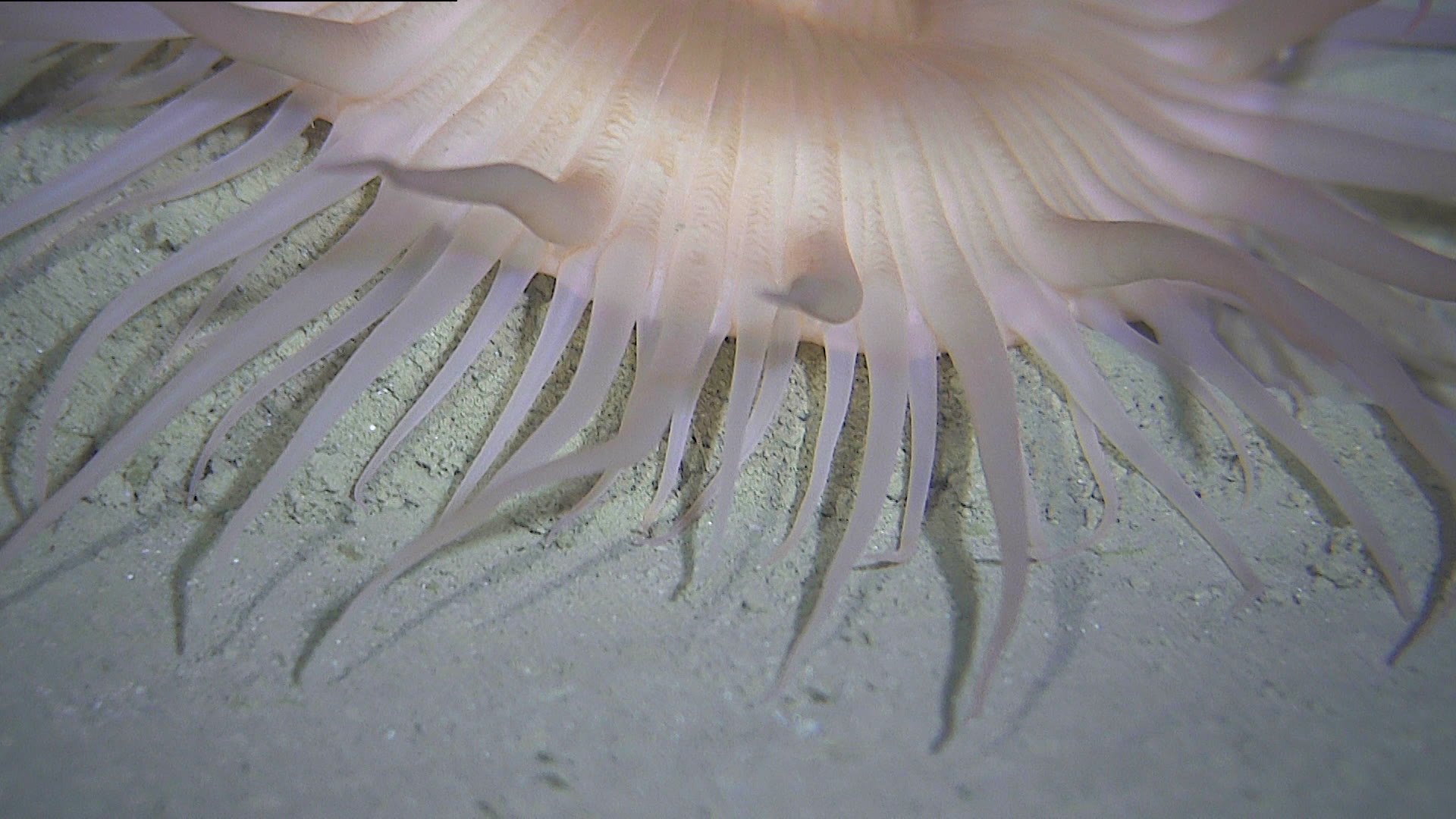 Close-up view of a sea anemone showing its numerous long, tube-like arms and textured central disc on sandy ocean floor.