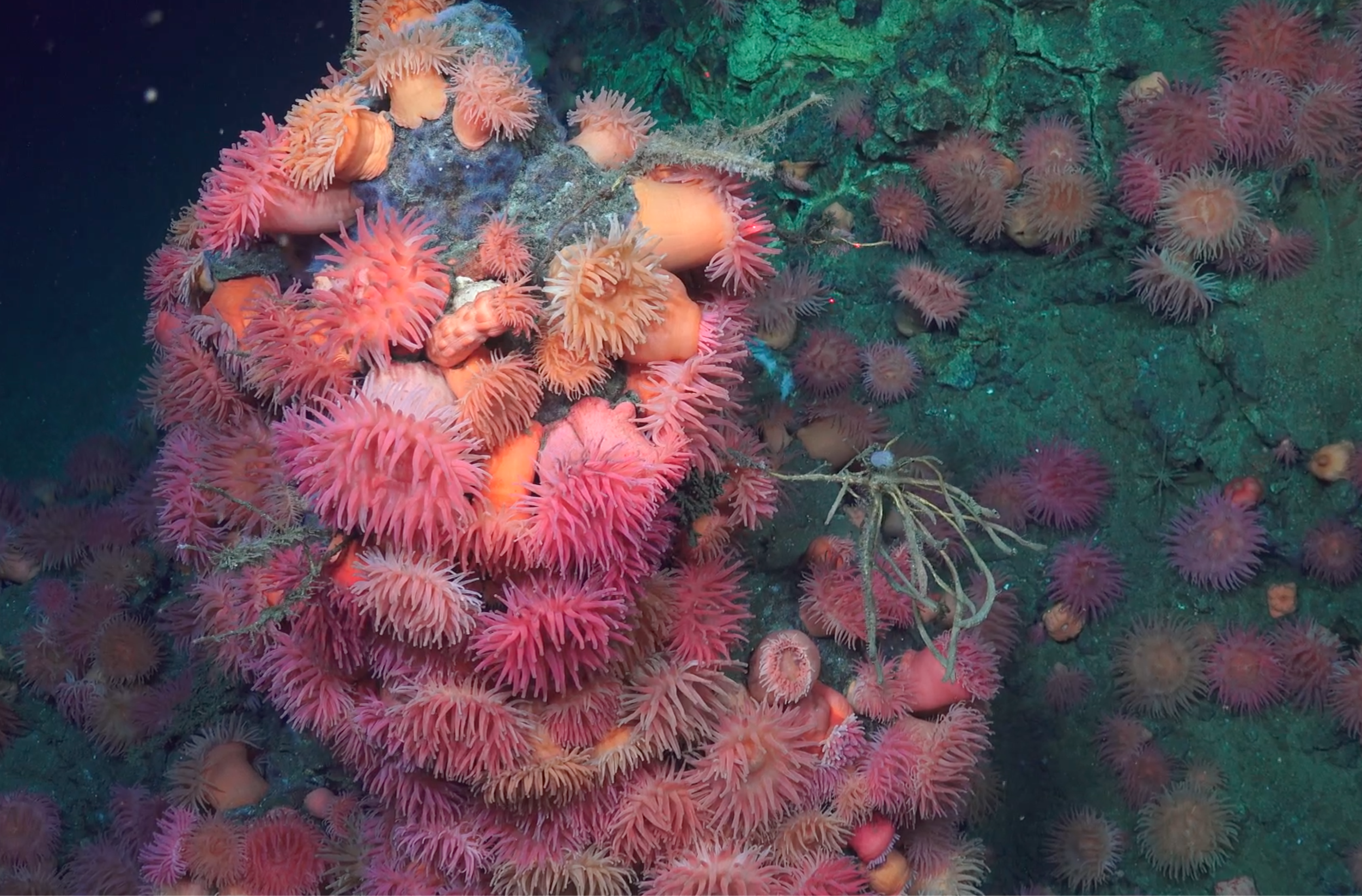 Underwater scene showing a cluster of pink sea anemones on a hydrothermal chimney.