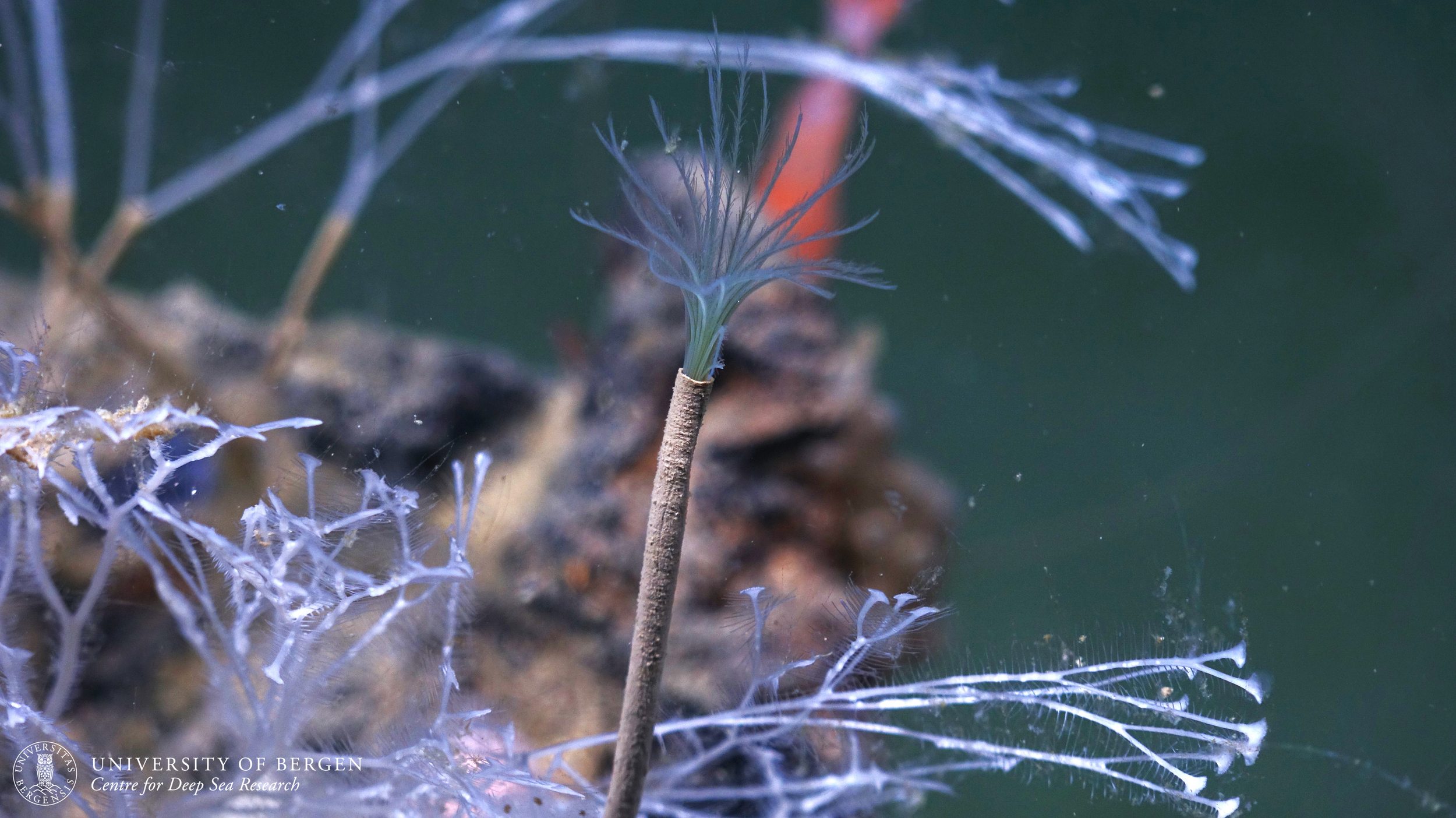 Close-up of a deep-sea feather-duster worm with multiple thin, feathery arms, attached to a rocky surface in dark water.