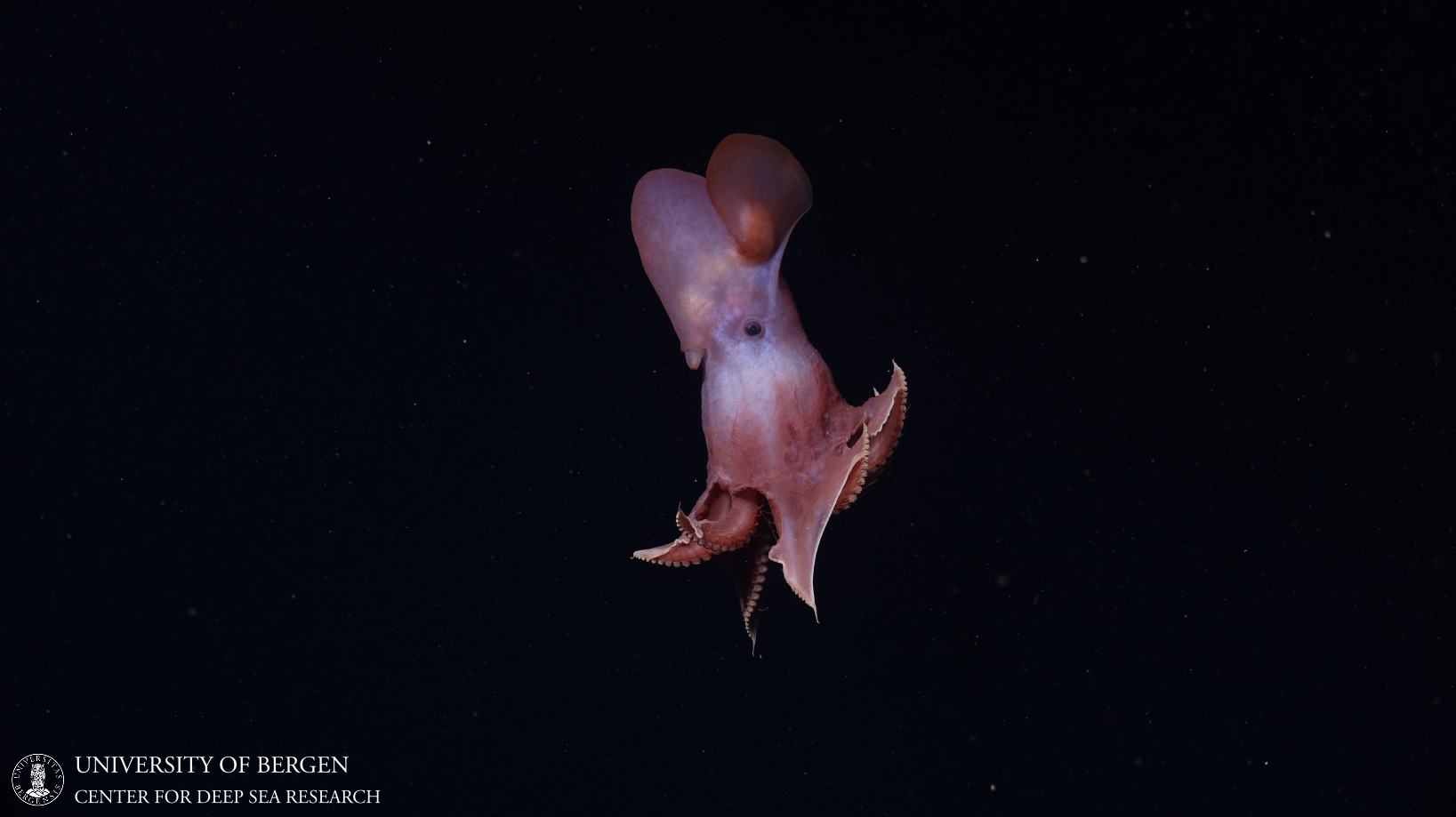 Deep sea octopus swimming in dark ocean waters with the logo and text of University of Bergen, Center for Deep Sea Research.