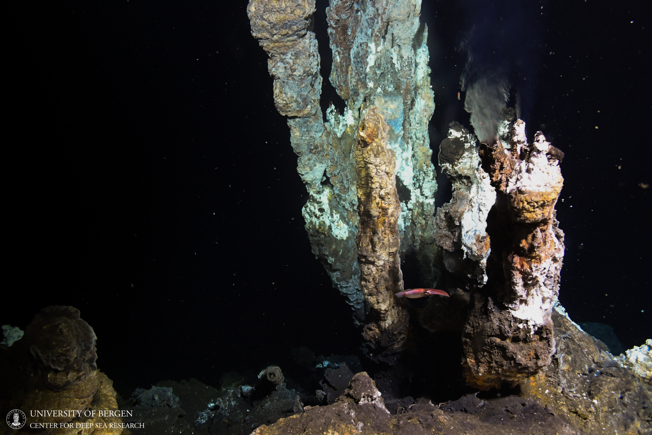 Underwater view of a deep-sea hydrothermal vent with mineral-encrusted rocks and a squid swimming nearby, part of the deep-sea research conducted by the University of Bergen.