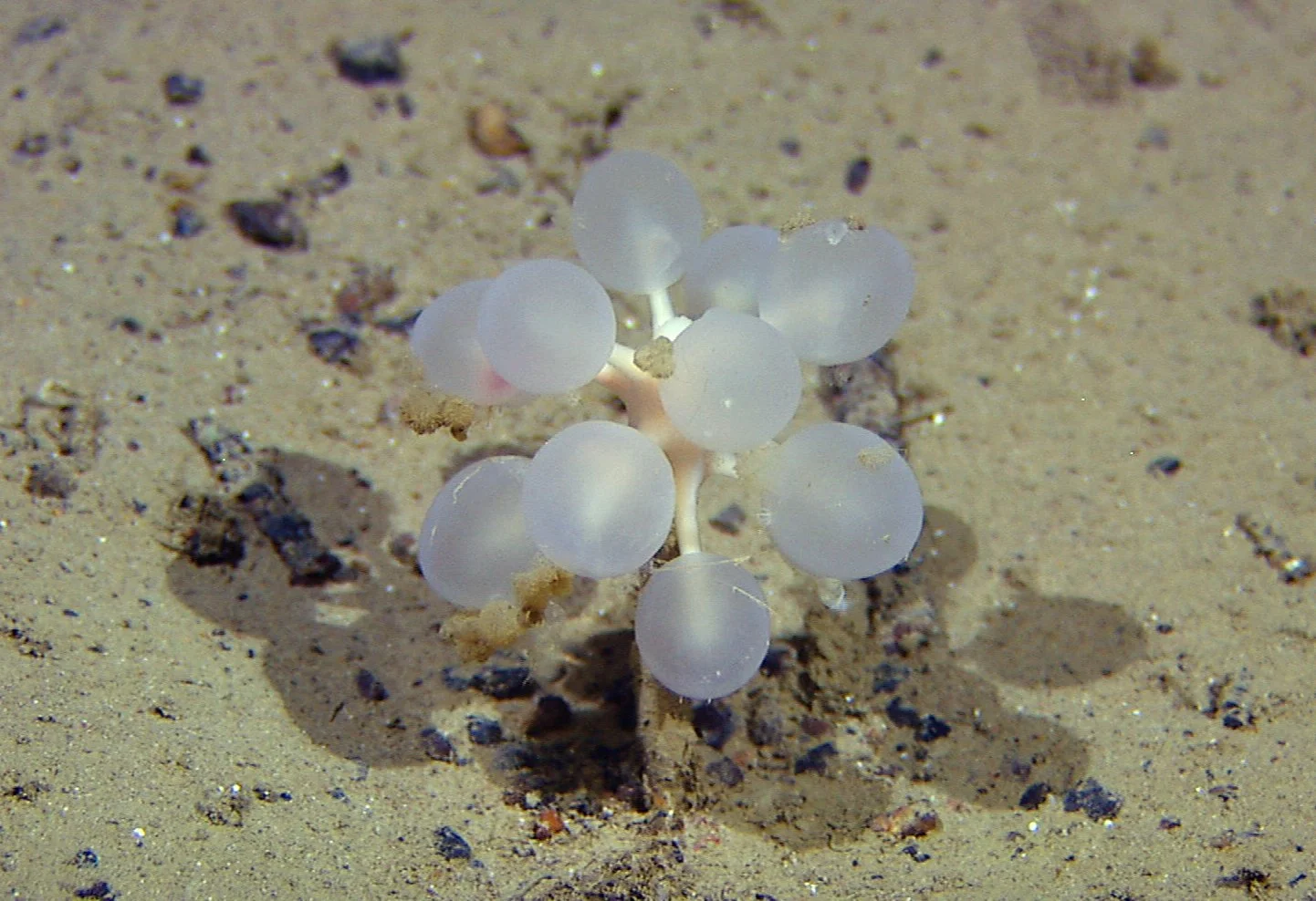 A carnivorous sponge on sandy ocean floor.
