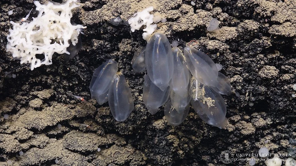 A cluster of translucent seq squirts on dark rocky background, with some white sponges nearby.